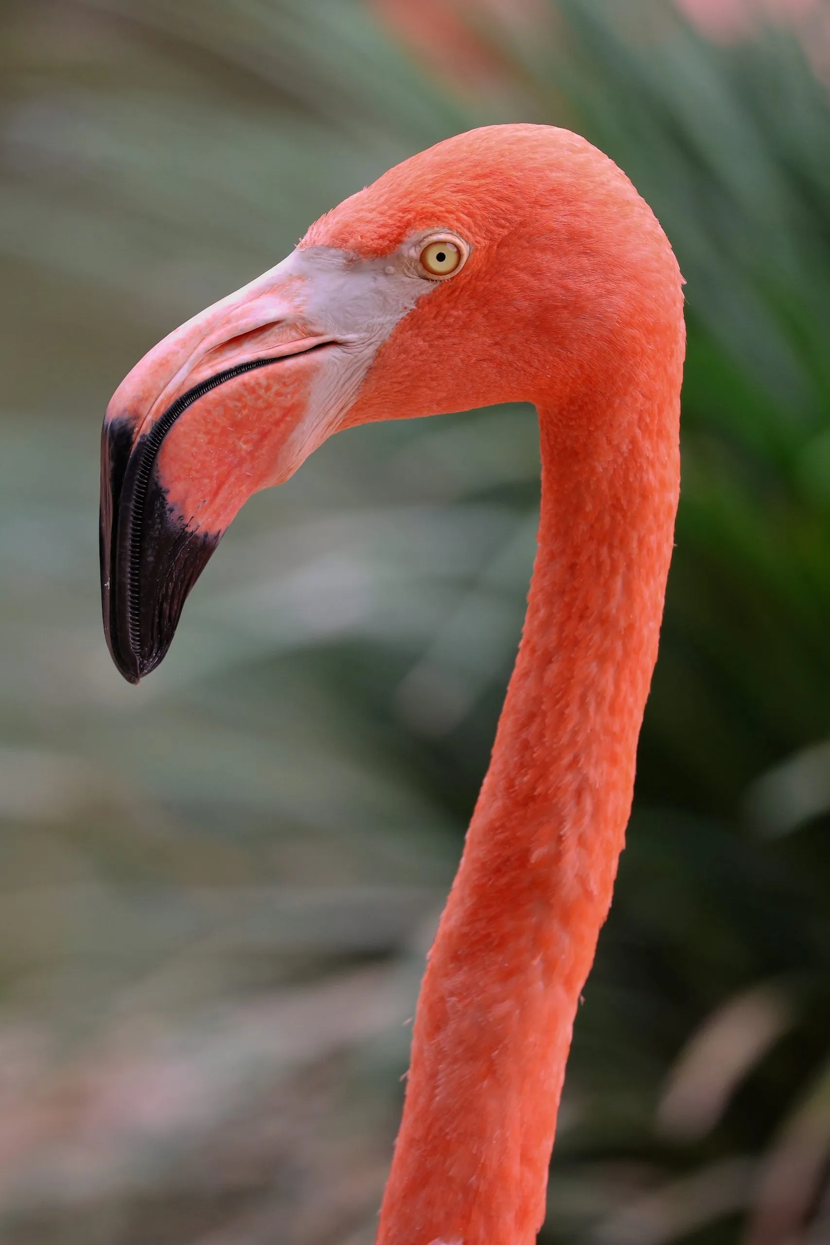 Close-up profile of a flamingo facing left with curved black-tipped beak at San Diego Zoo.