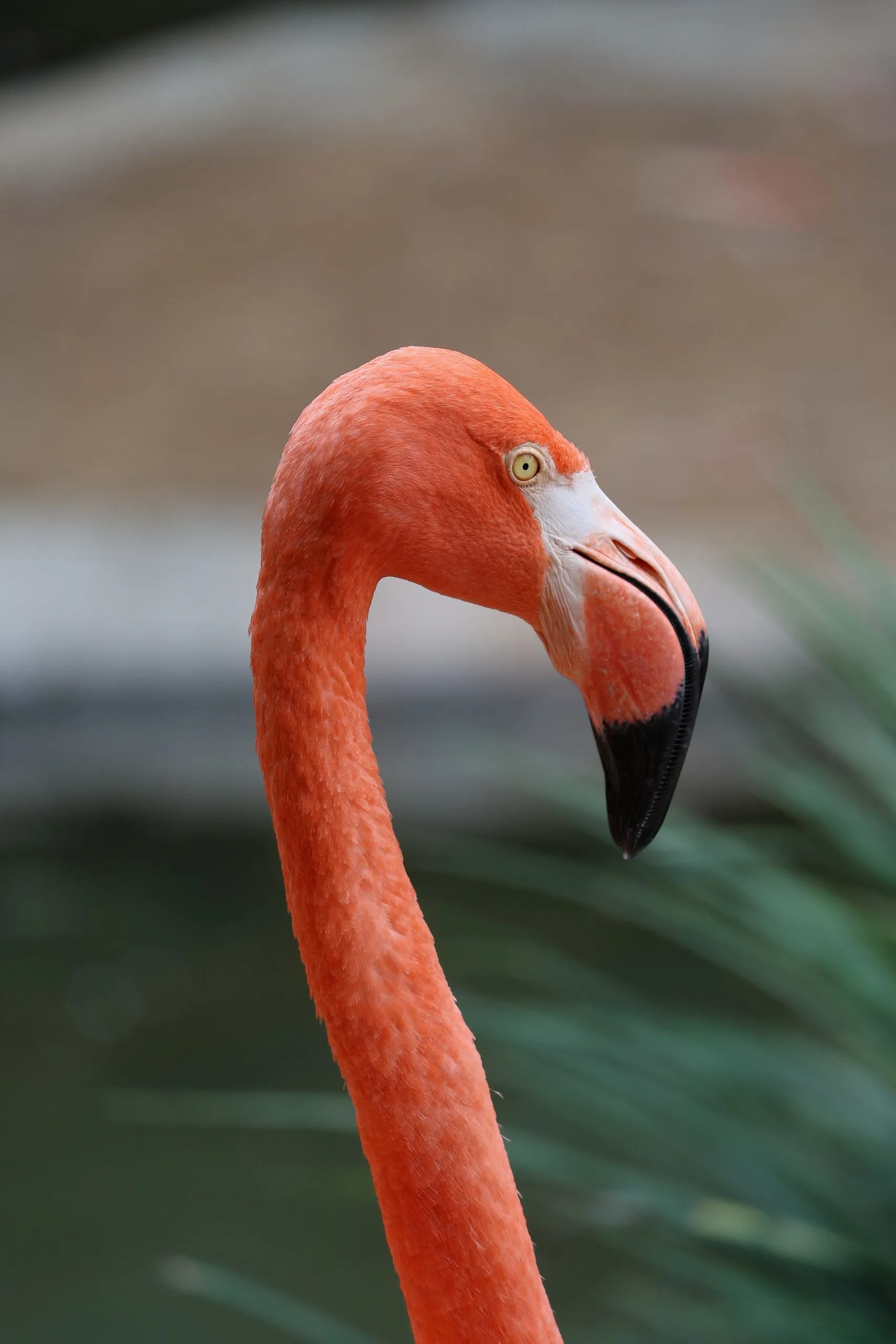 Close-up profile of a flamingo with orange plumage and a black-tipped beak at the San Diego Zoo.