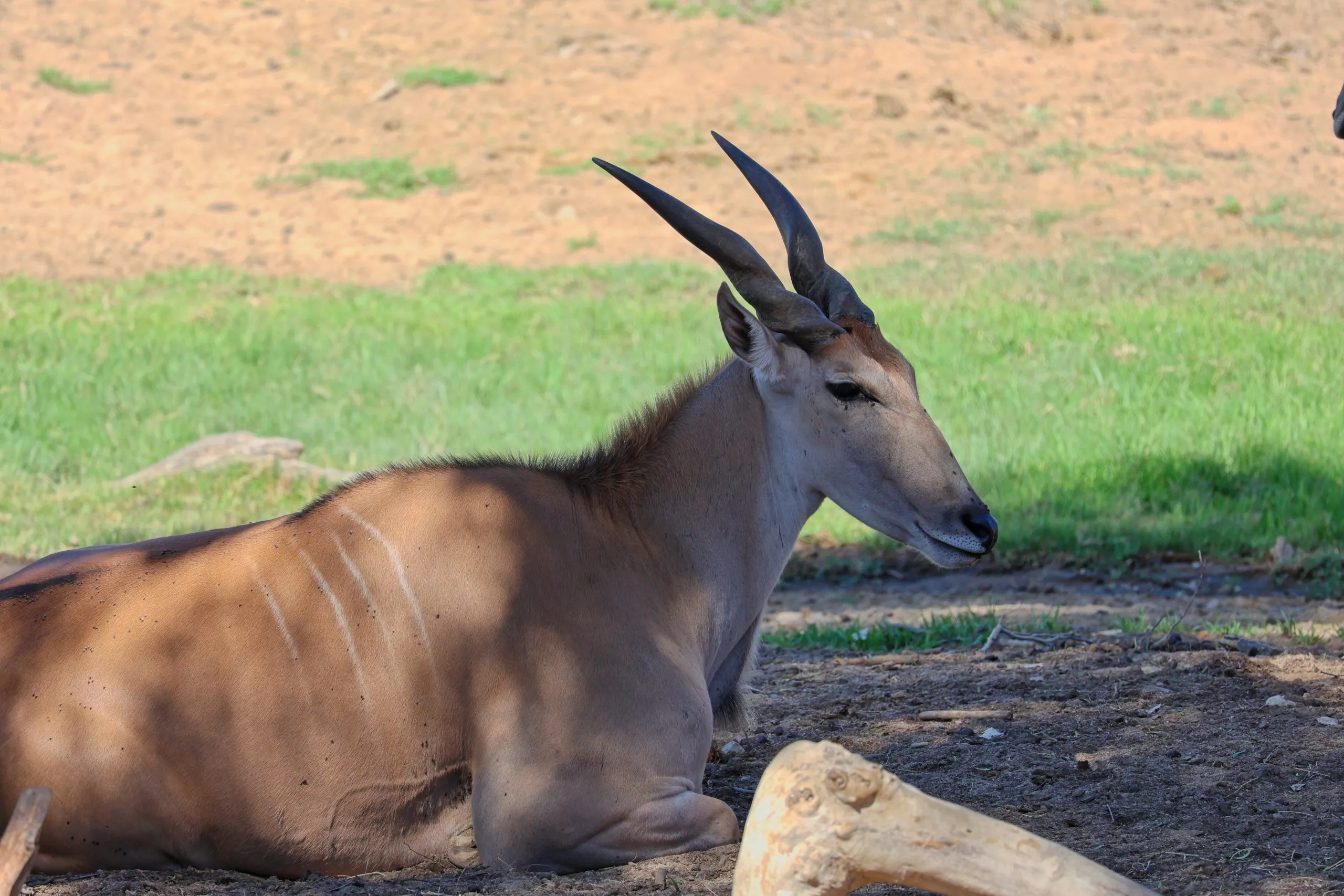 Common eland antelope lying in shade beside boulders at the San Diego Zoo Safari Park.