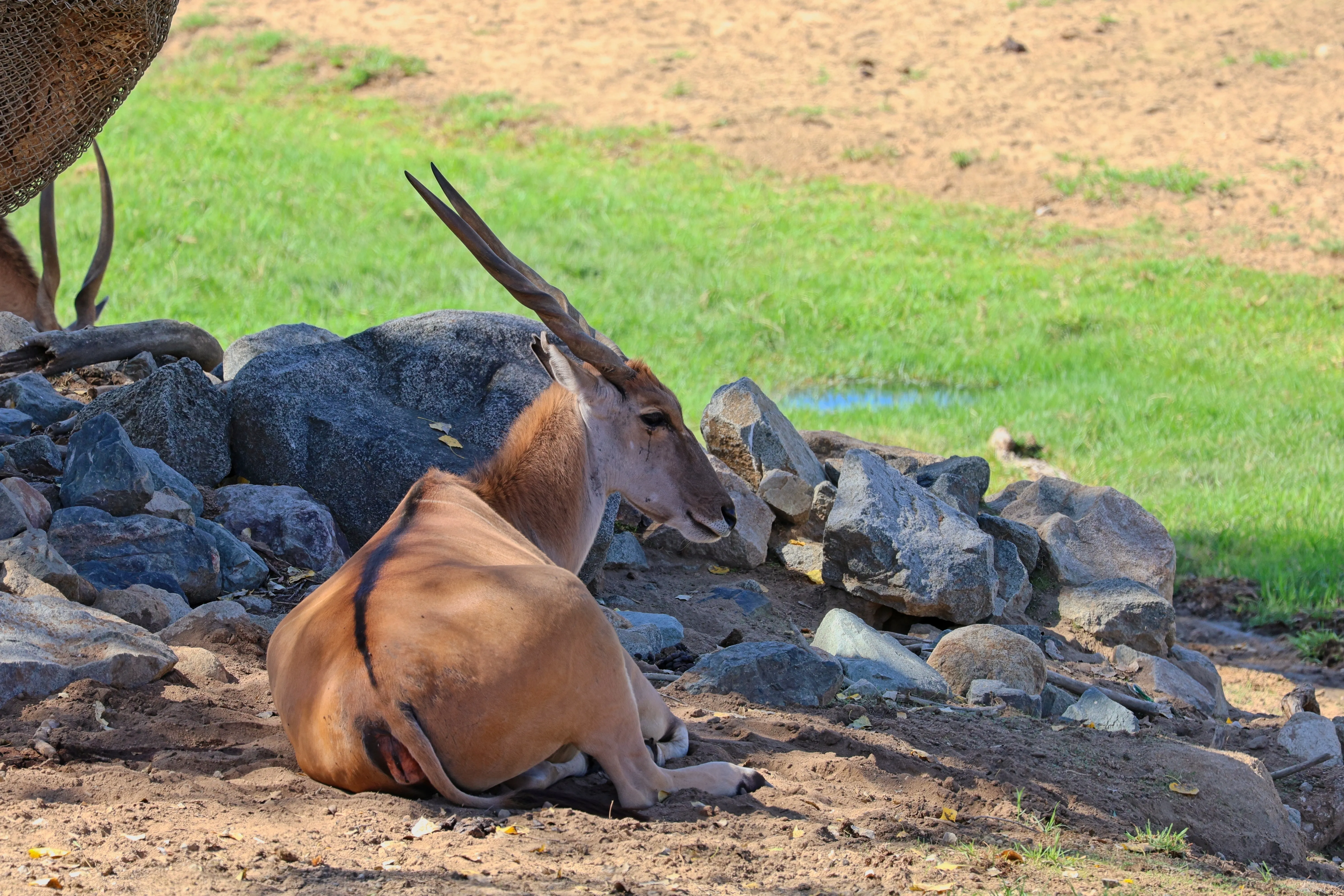 Common eland antelope resting in dappled shade near rocky outcrops at the San Diego Zoo Safari Park.
