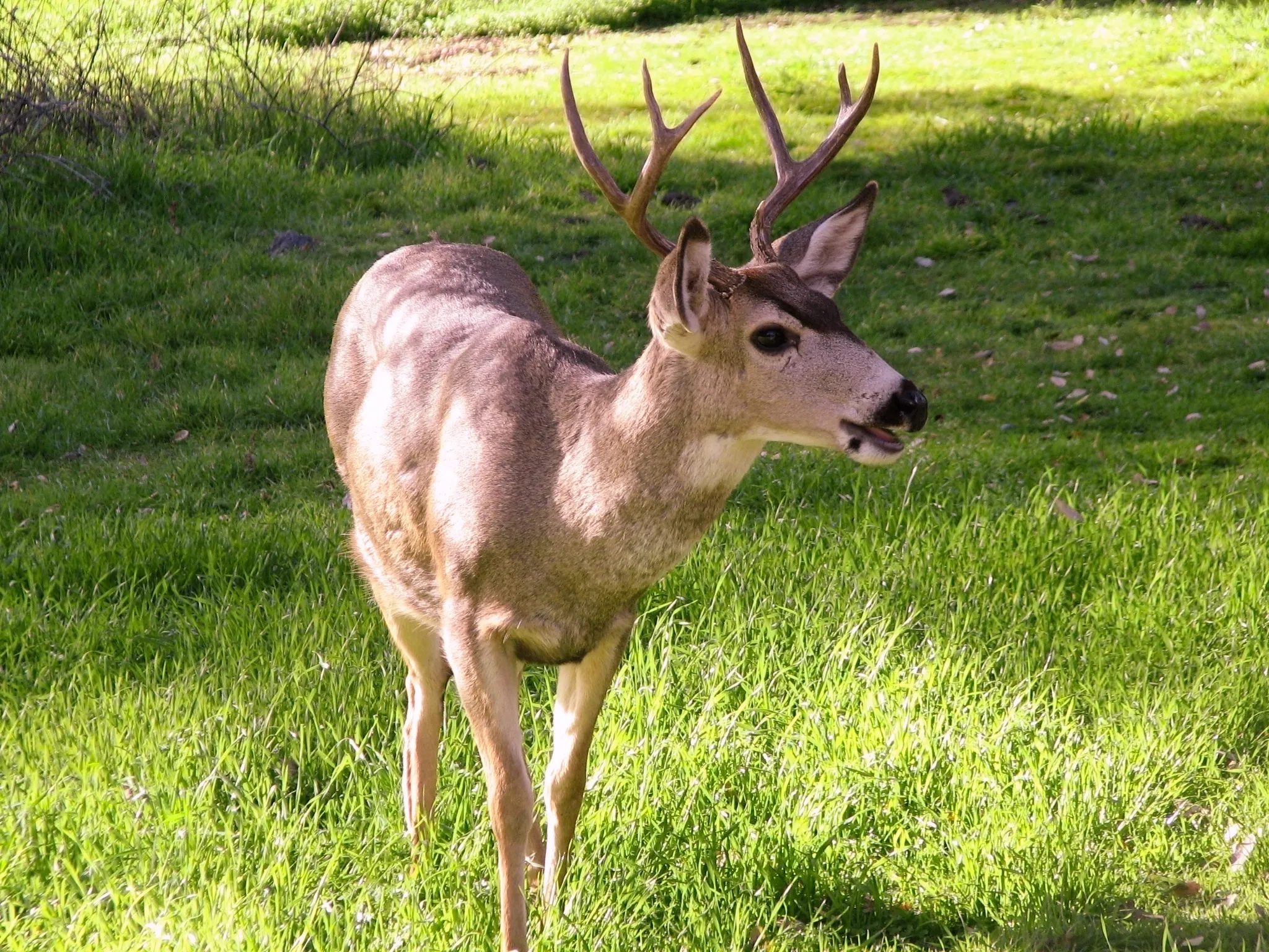 Mule deer buck standing in a sunlit grassy meadow with antlers, looking back over its shoulder in Sequoia National Park, California.