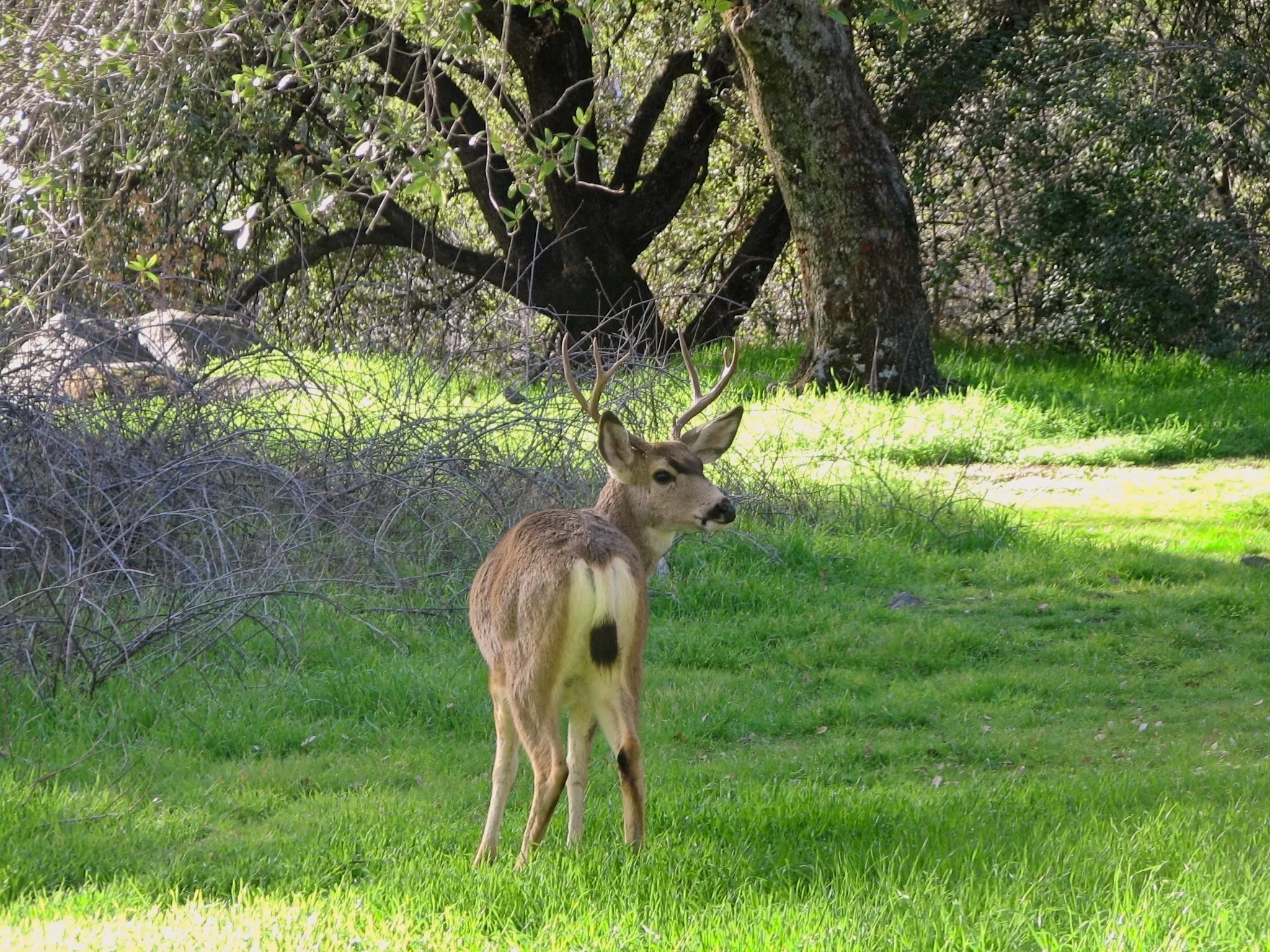 Mule deer buck with antlers looking back over its shoulder in Sequoia National Park, CA.