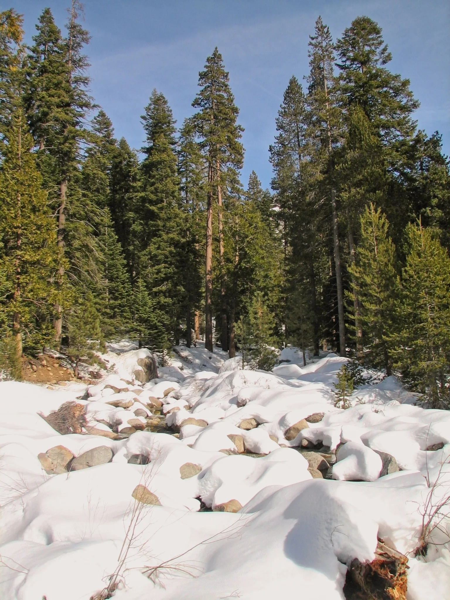 Snow-covered stream and tall pines in Sequoia National Park, California.