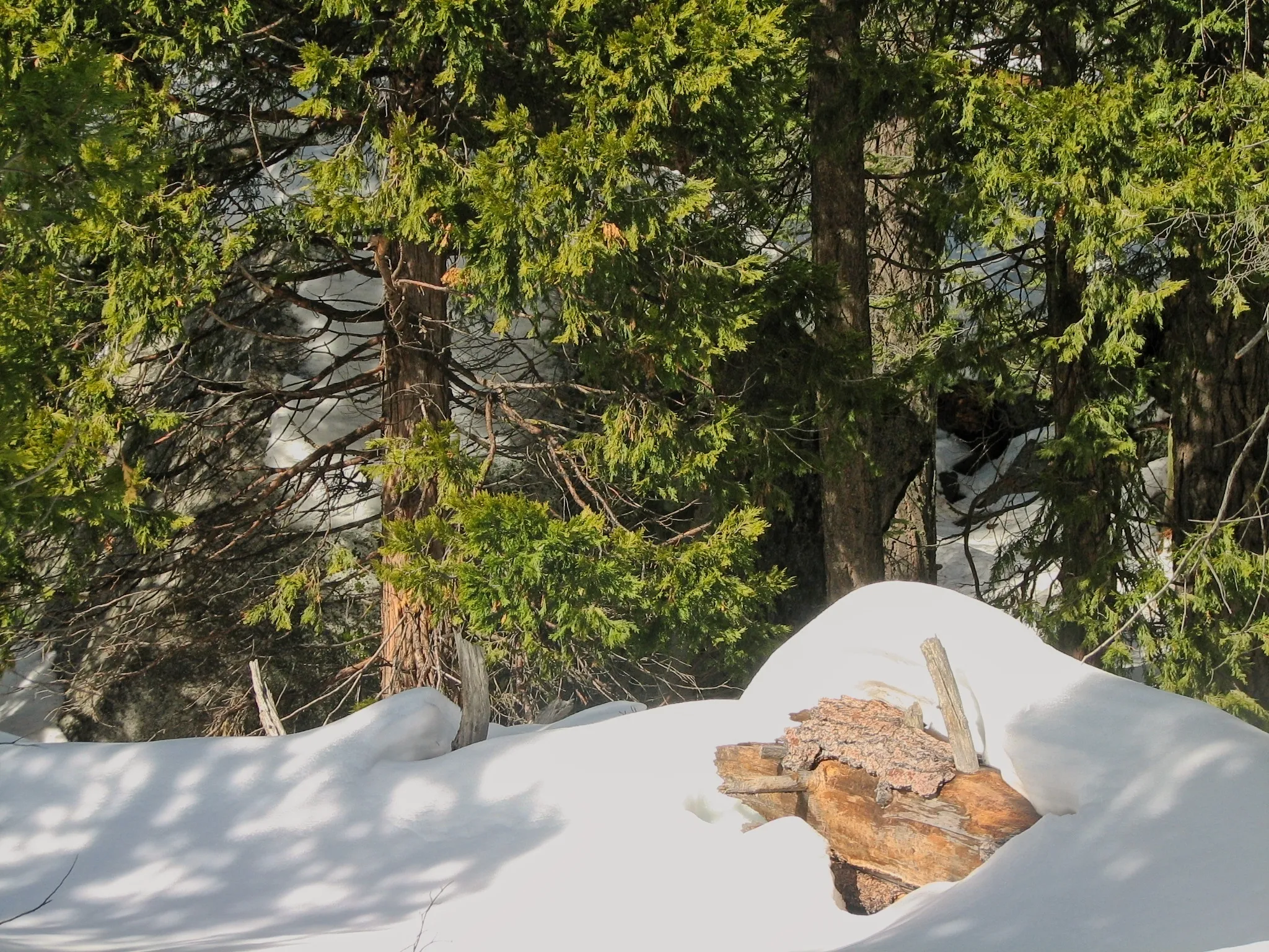 Deep snow around a fallen log beneath green cedar branches in Sequoia National Park.