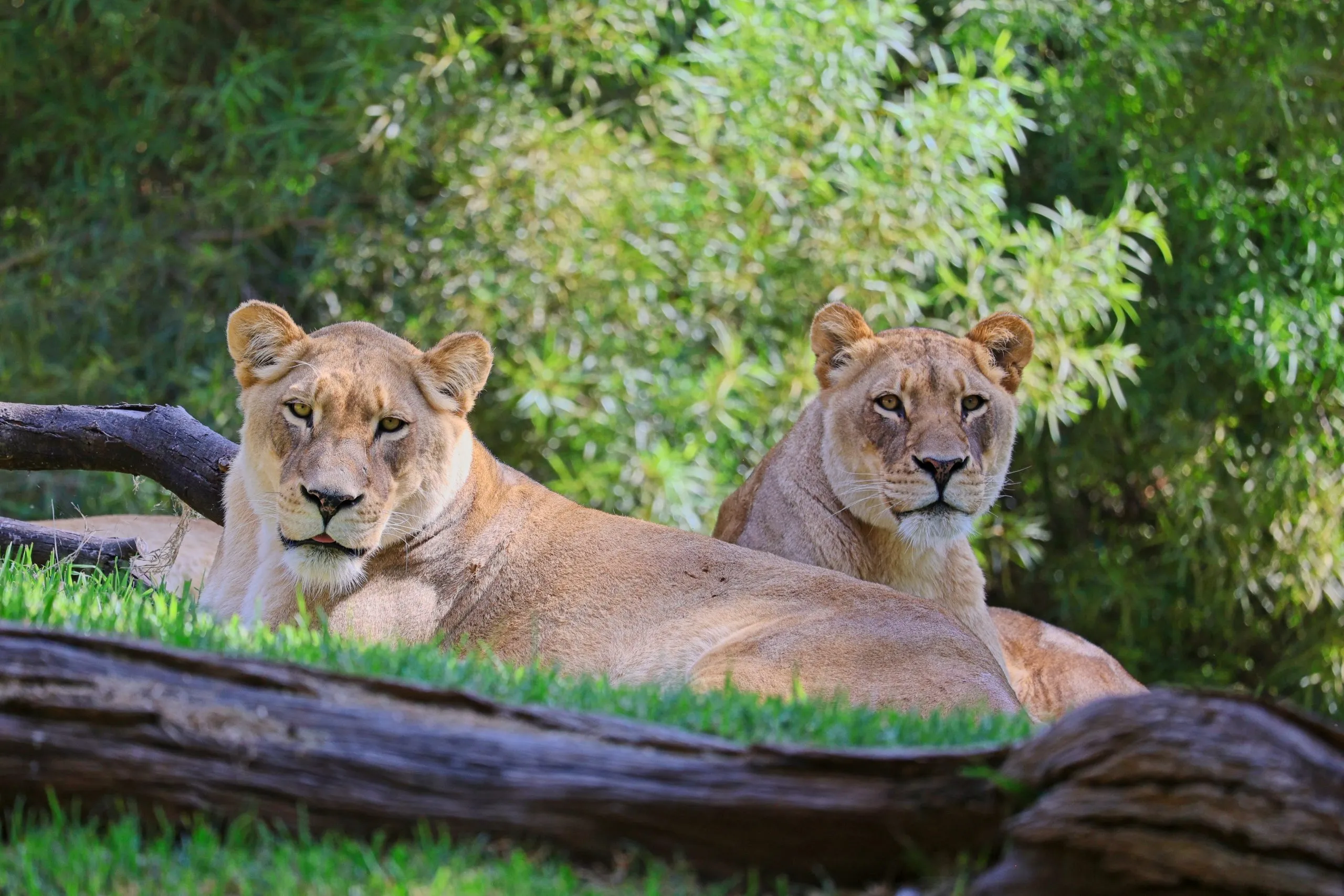 Two lionesses resting on grass behind a fallen log at the San Diego Zoo Safari Park.