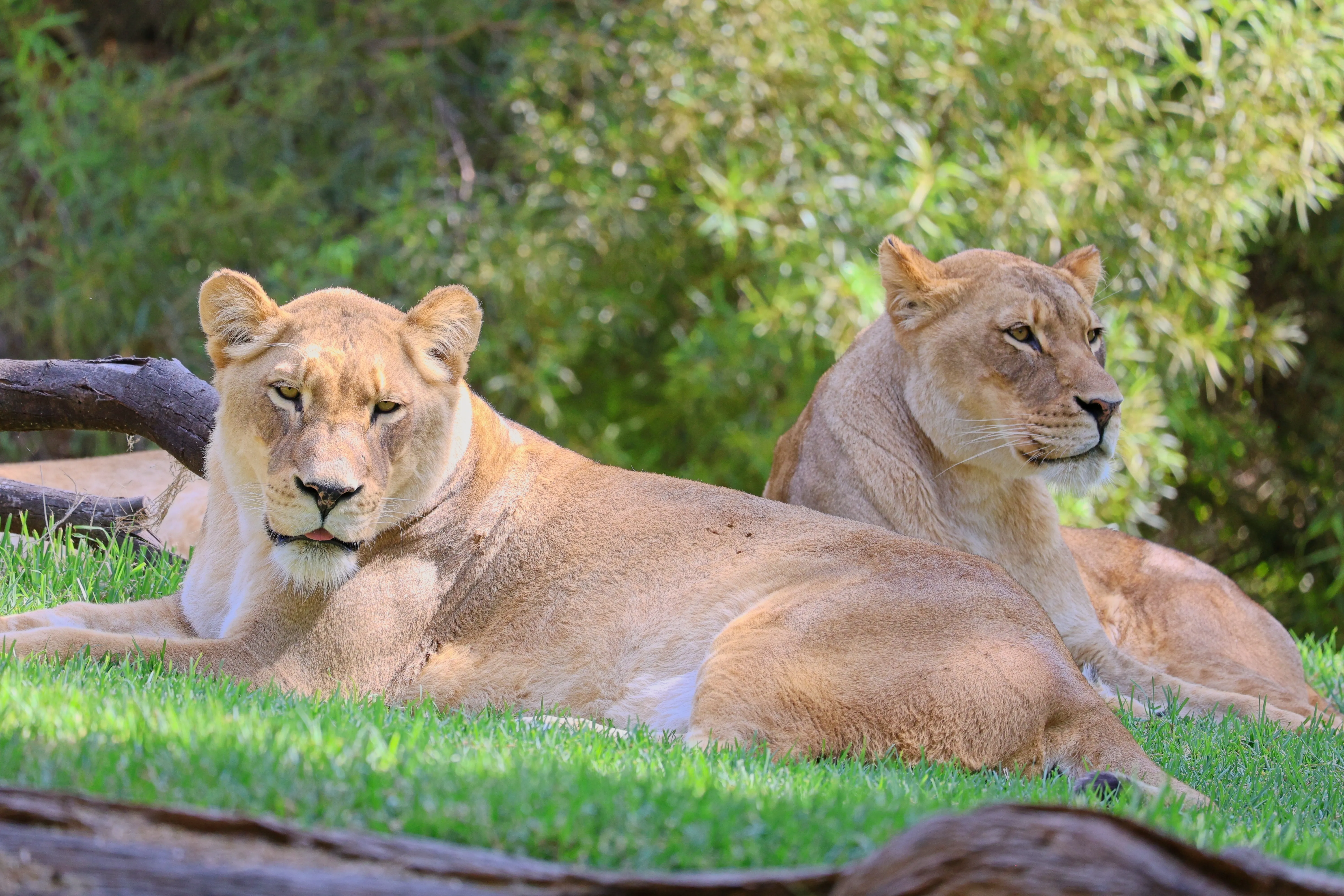 Two lionesses lying in grass, one looking forward and one to the side at San Diego Zoo Safari Park.