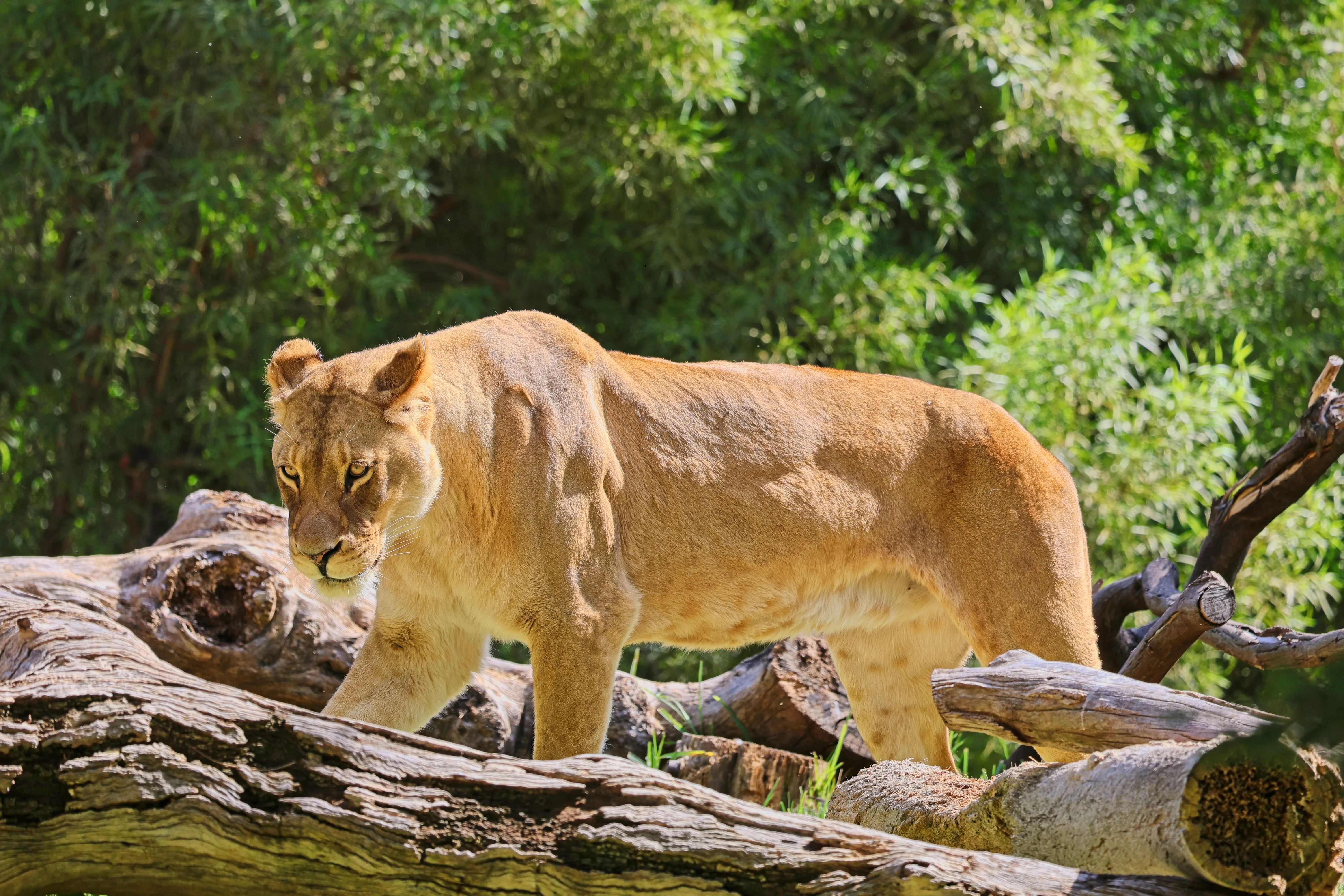 Female lion walking across stacked logs at San Diego Zoo Safari Park.
