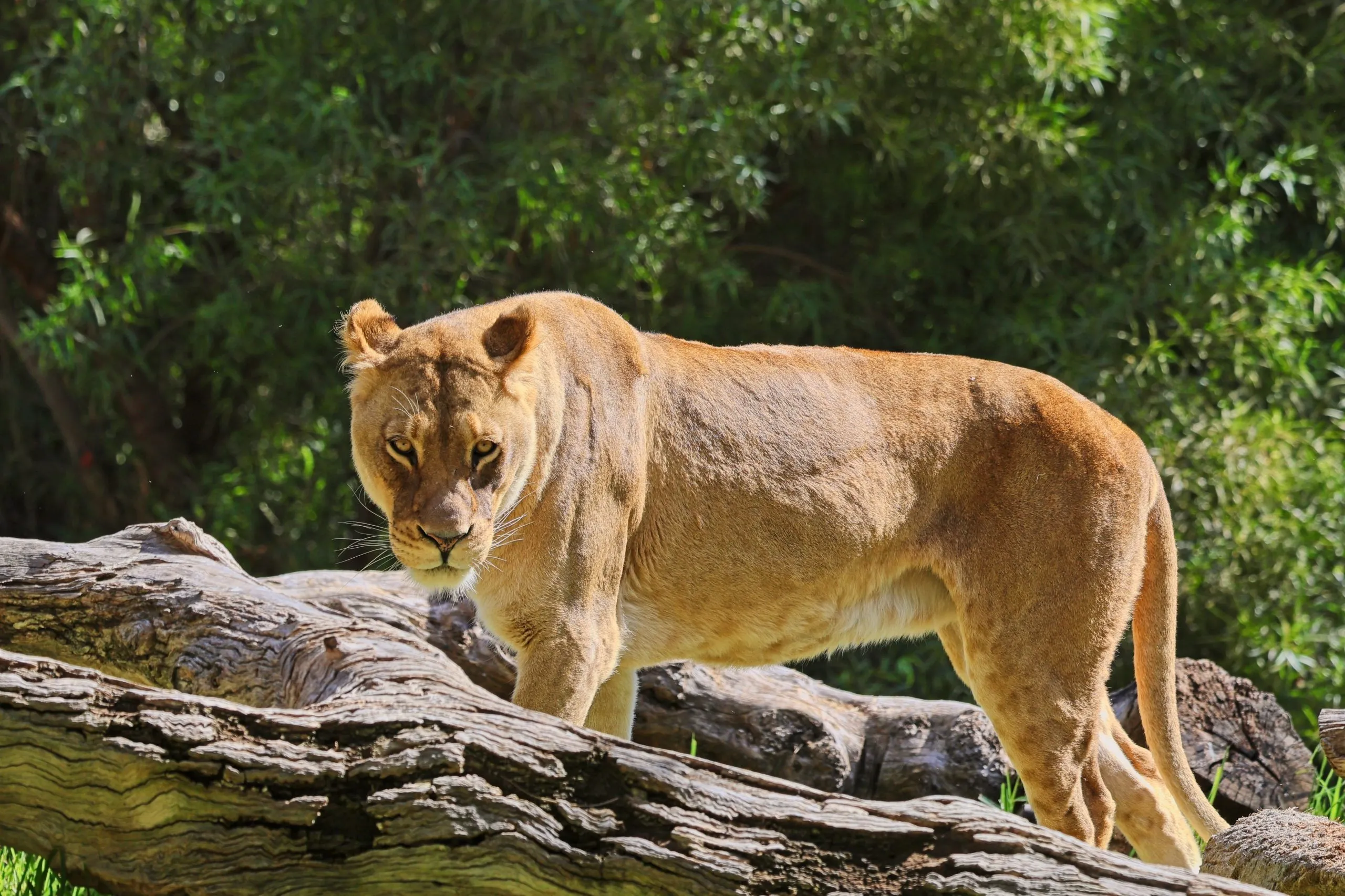 Female Lion in San Diego Zoo Safari Park, standing behind a fallen log.