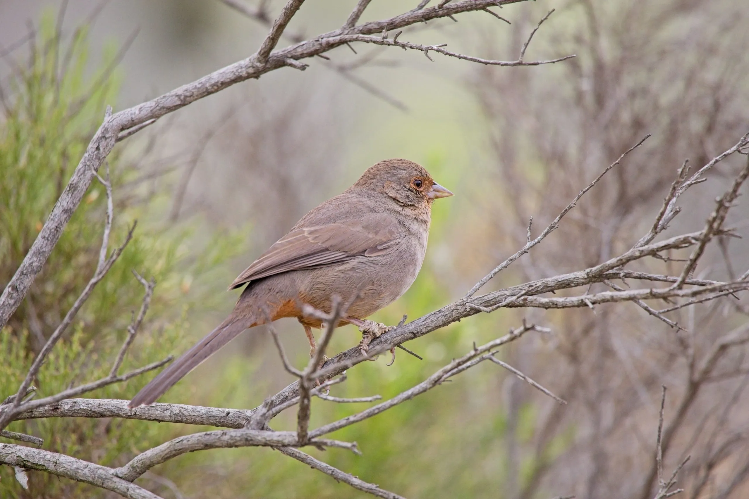 California towhee perched on a dry branch at Lake Murray in San Diego.