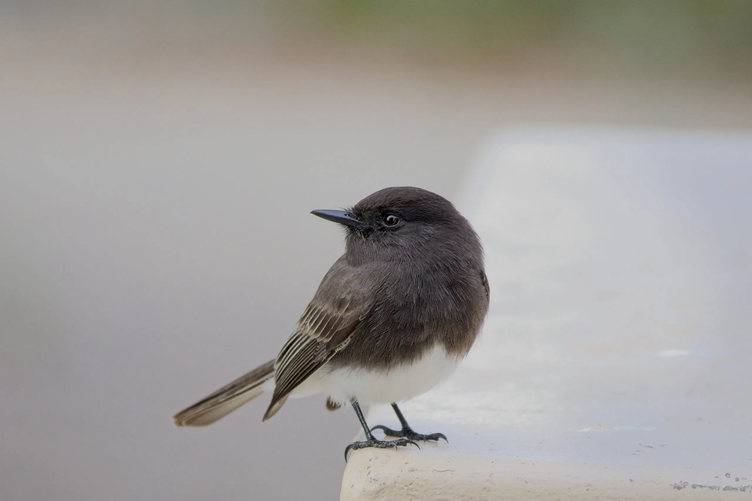 Black phoebe perched on a concrete ledge, looking over its shoulder at Lake Murray.