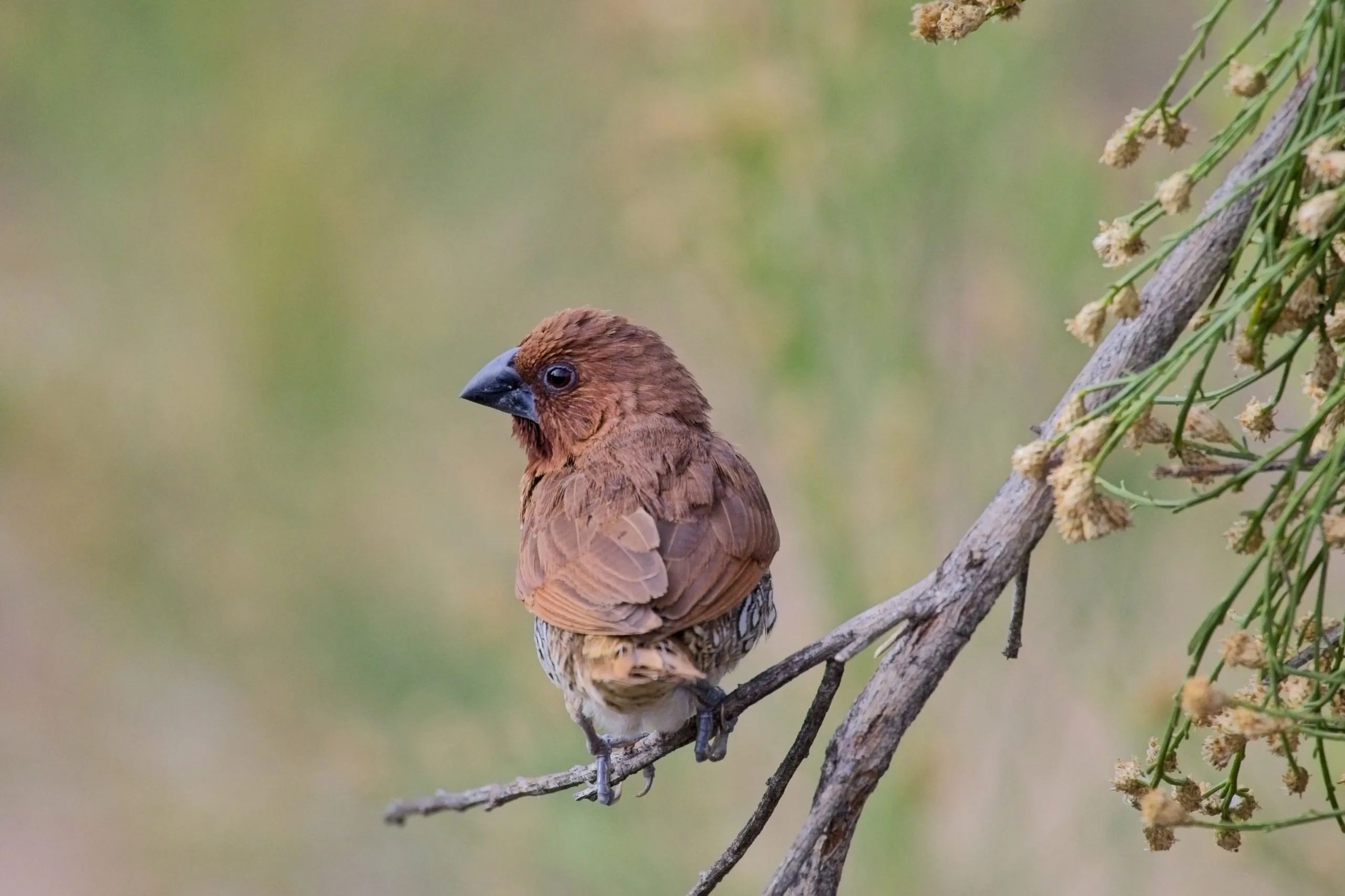 Scaly-breasted munia perched on a dry branch at Lake Murray, San Diego, California.