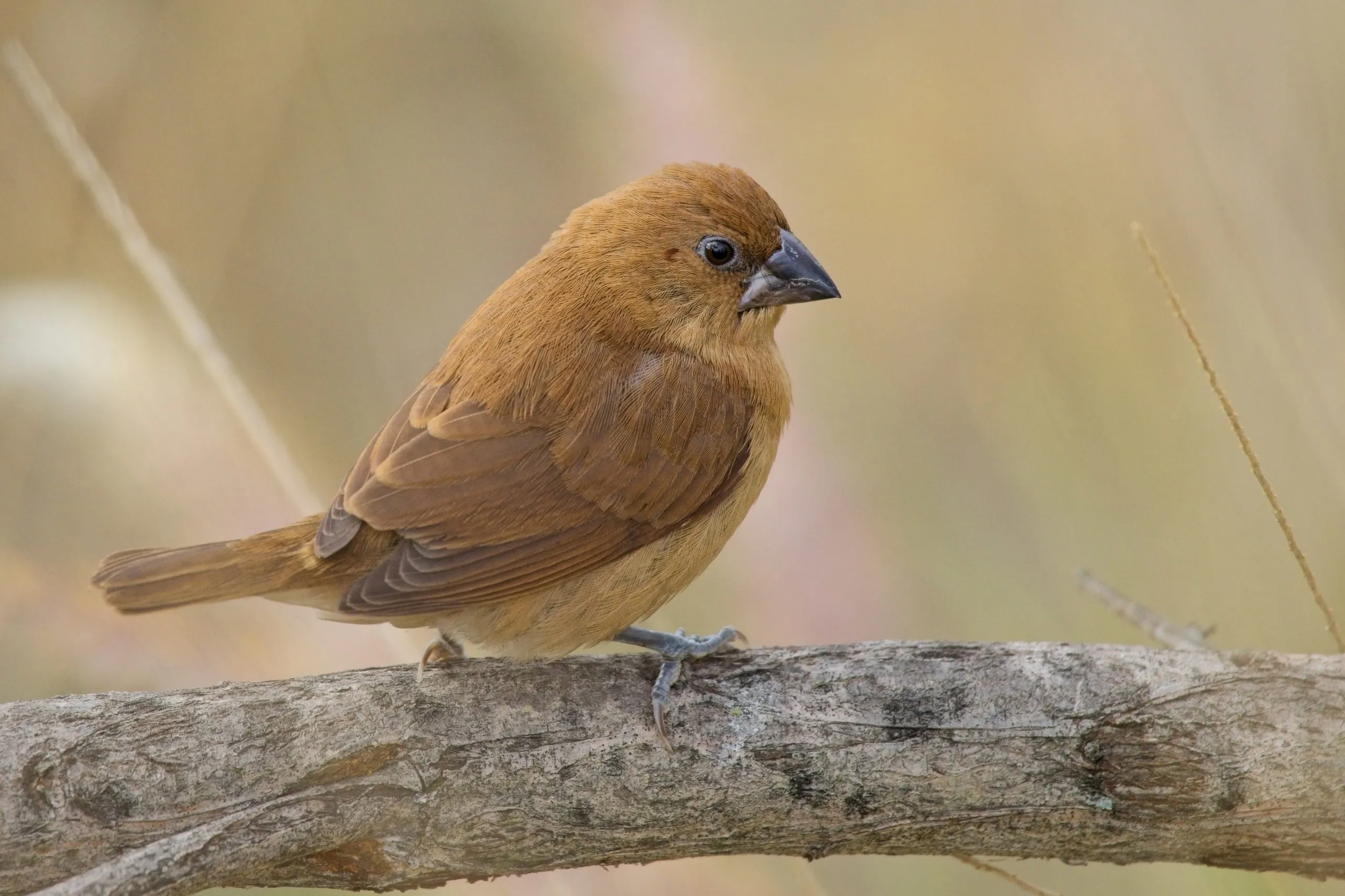 Juvenile scaly-breasted munia with cinnamon-brown plumage perched on a branch at Lake Murray, San Diego.