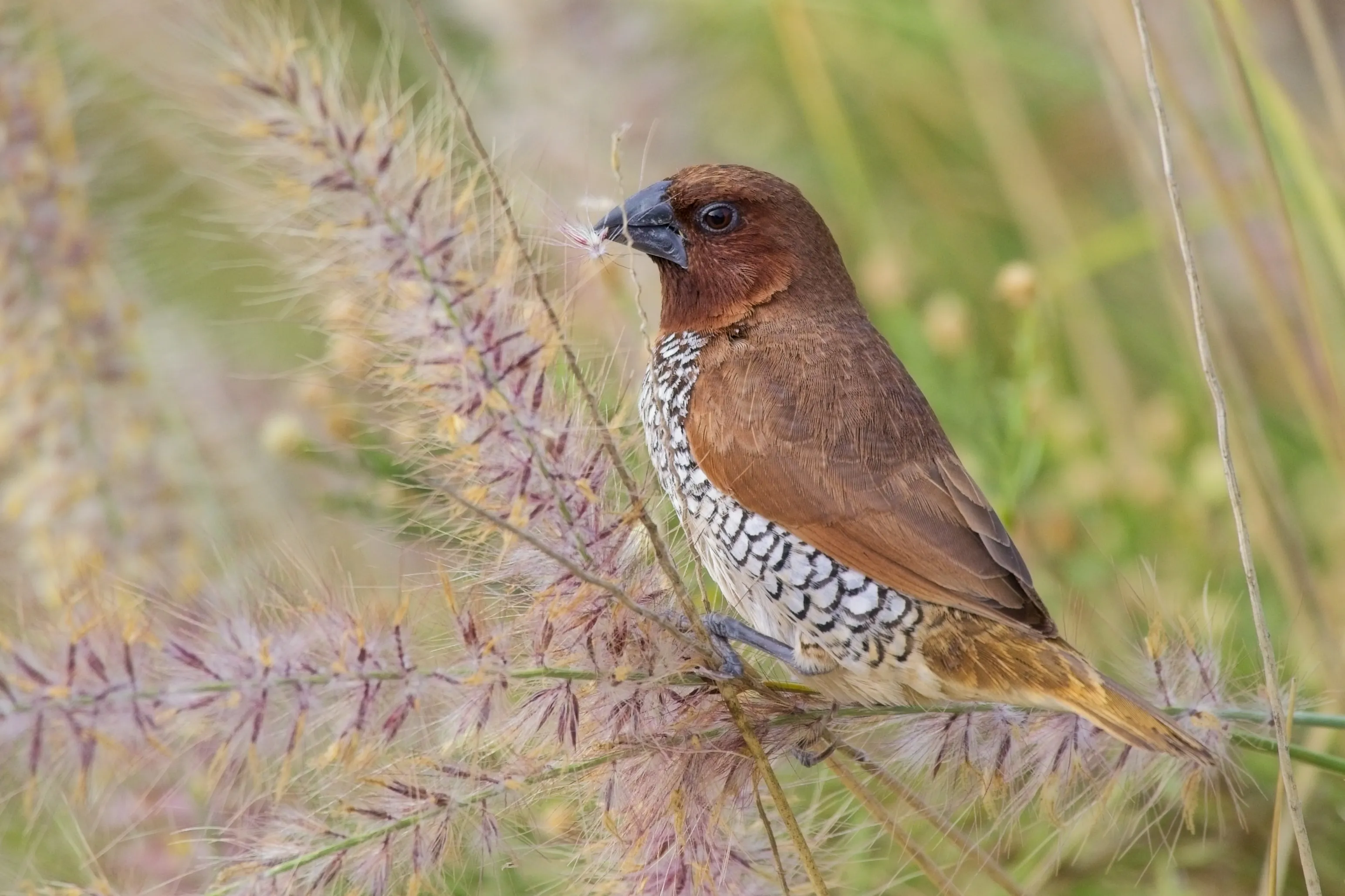 Scaly-breasted munia holding nesting material on a grass stalk at Lake Murray in San Diego, CA.