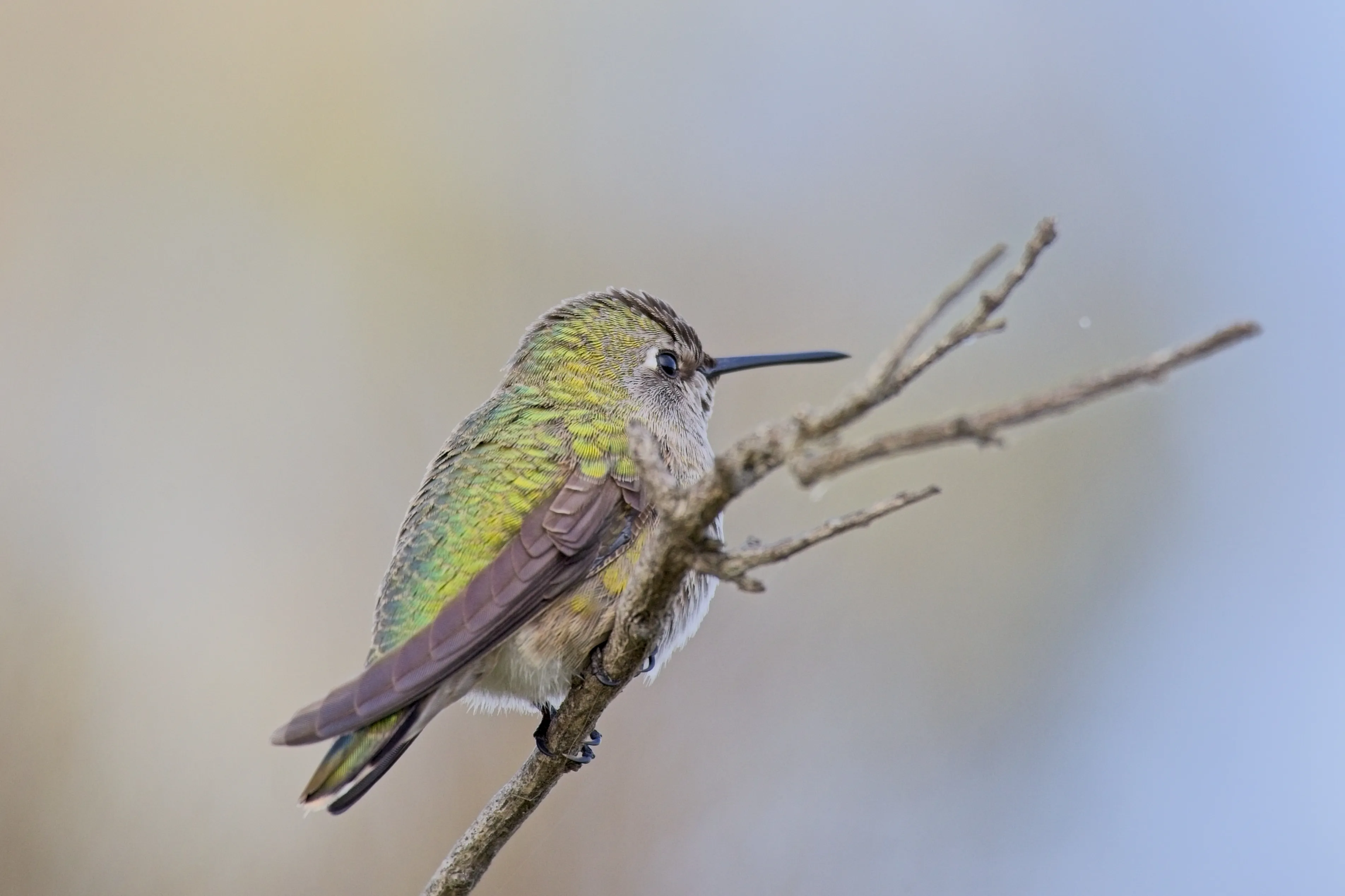 Hummingbird with green and gold feathers on bare branch at Lake Murray, San Diego.