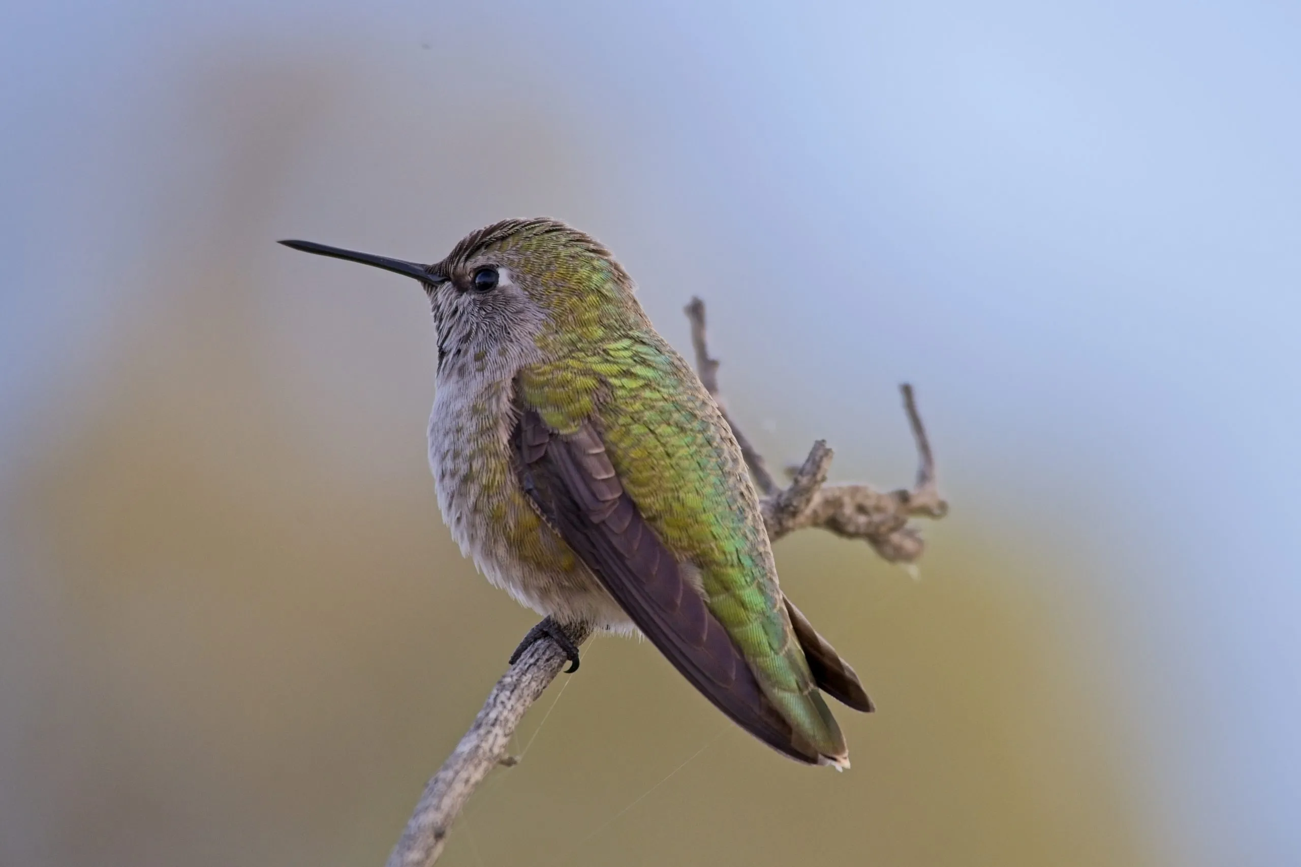 Hummingbird with green iridescent back perched on a bare branch at Lake Murray, San Diego, California.