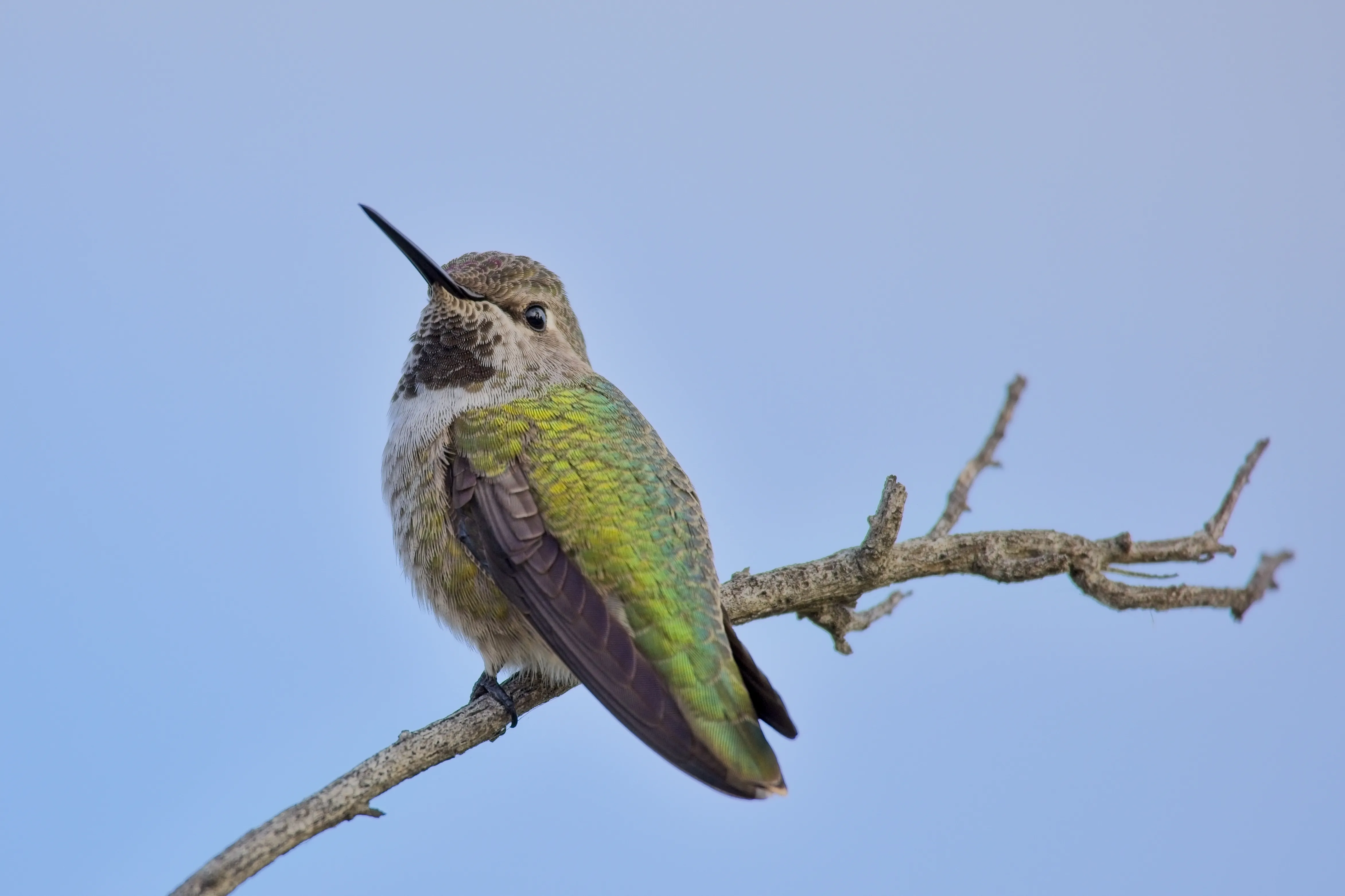 Hummingbird perched on bare branch against blue sky at Lake Murray, San Diego.