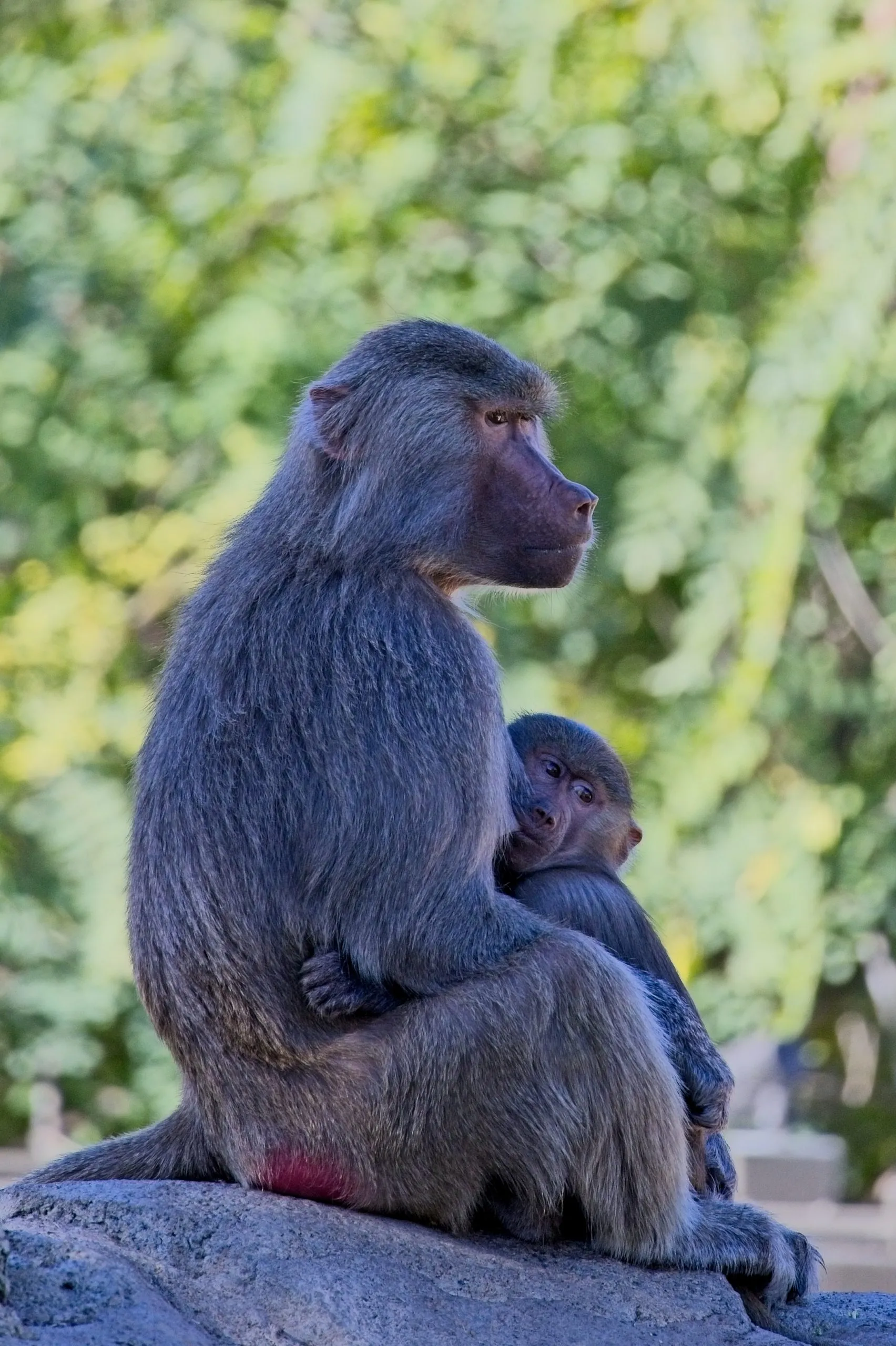 Hamadryas baboon nursing her infant on a rock at San Diego Zoo.