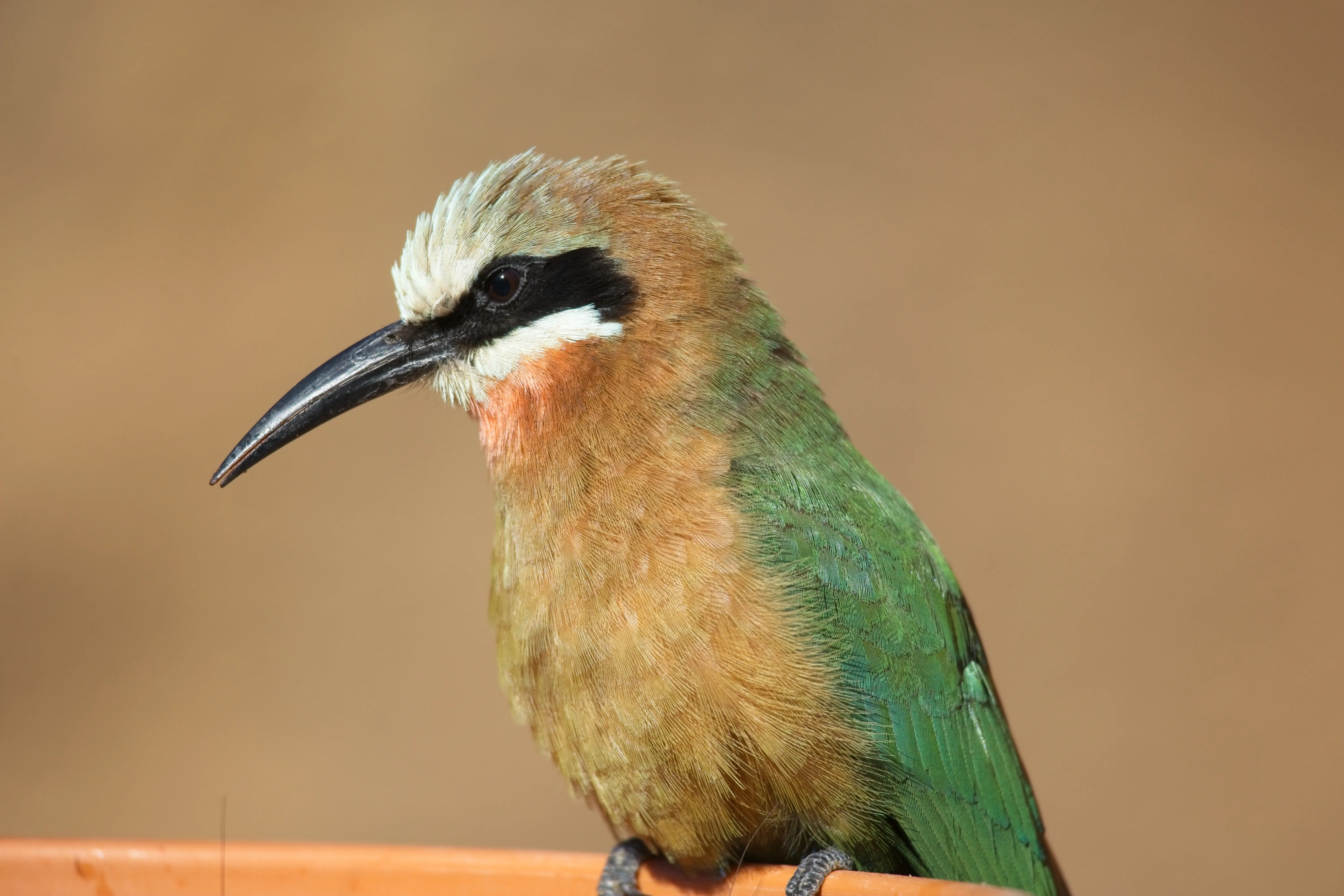 Close profile of a white-fronted bee-eater showing black eye mask at the San Diego Zoo.