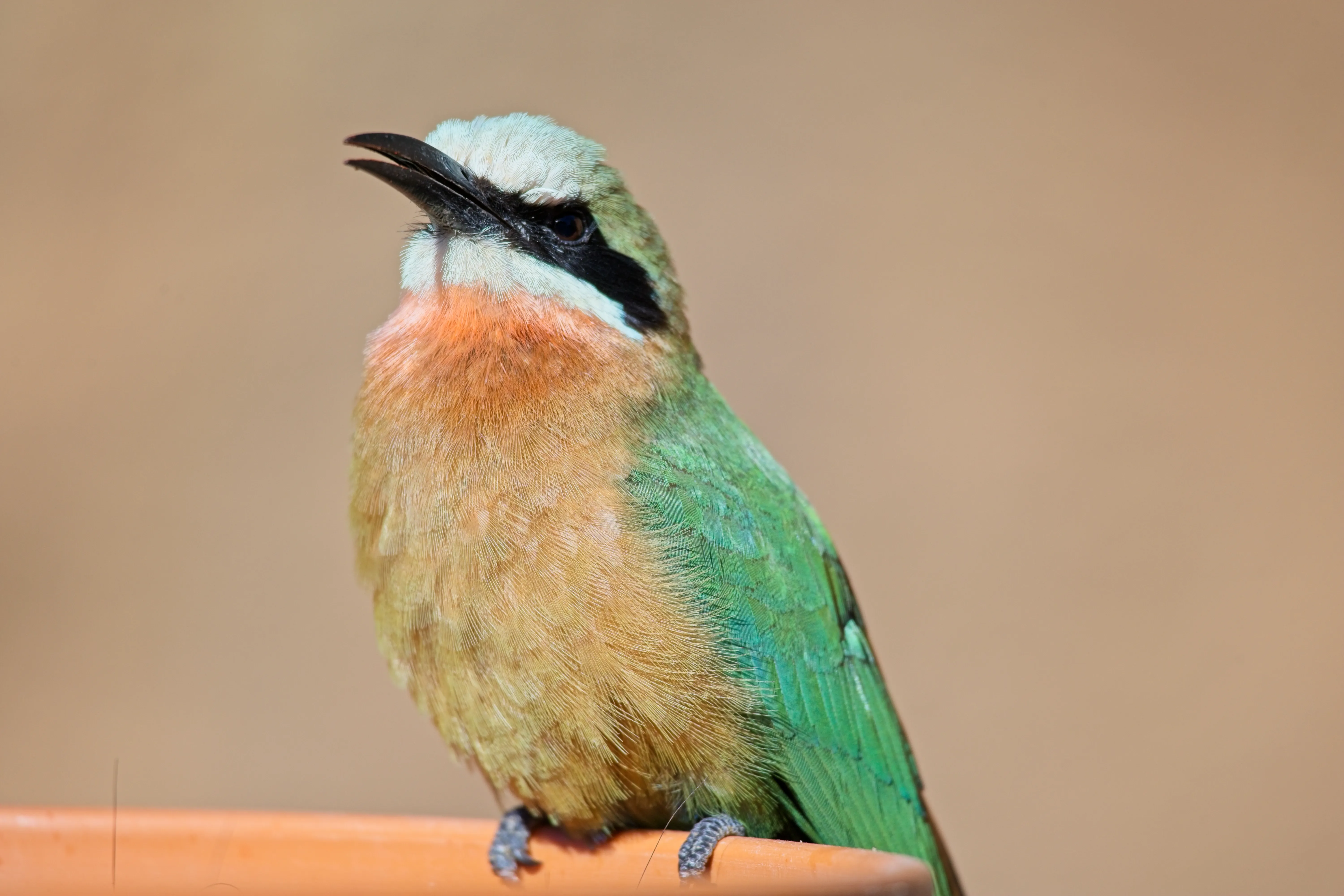 White-fronted bee-eater with beak open perched on a terracotta rim at the San Diego Zoo.