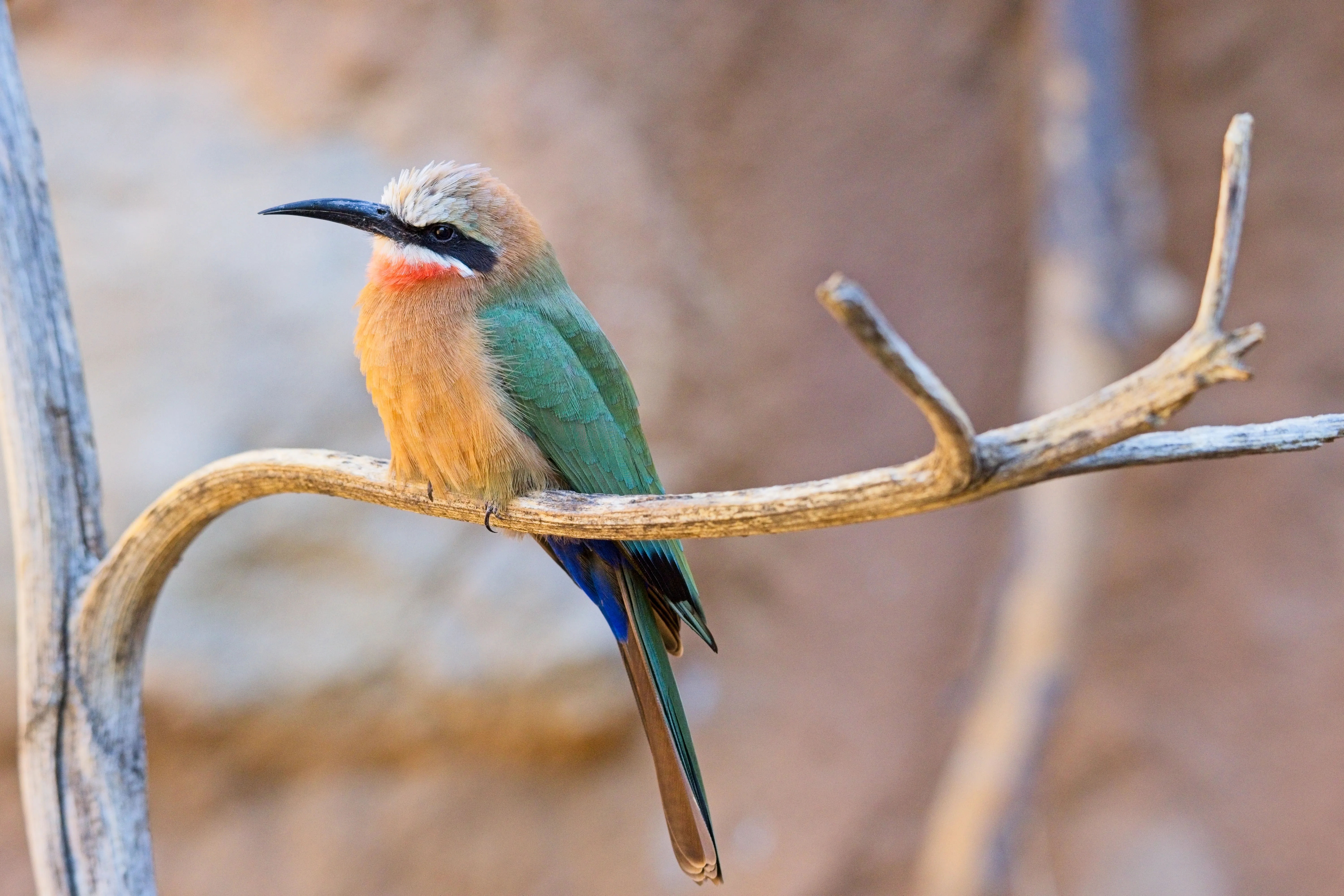 White-fronted bee-eater in profile on a weathered branch at the San Diego Zoo.