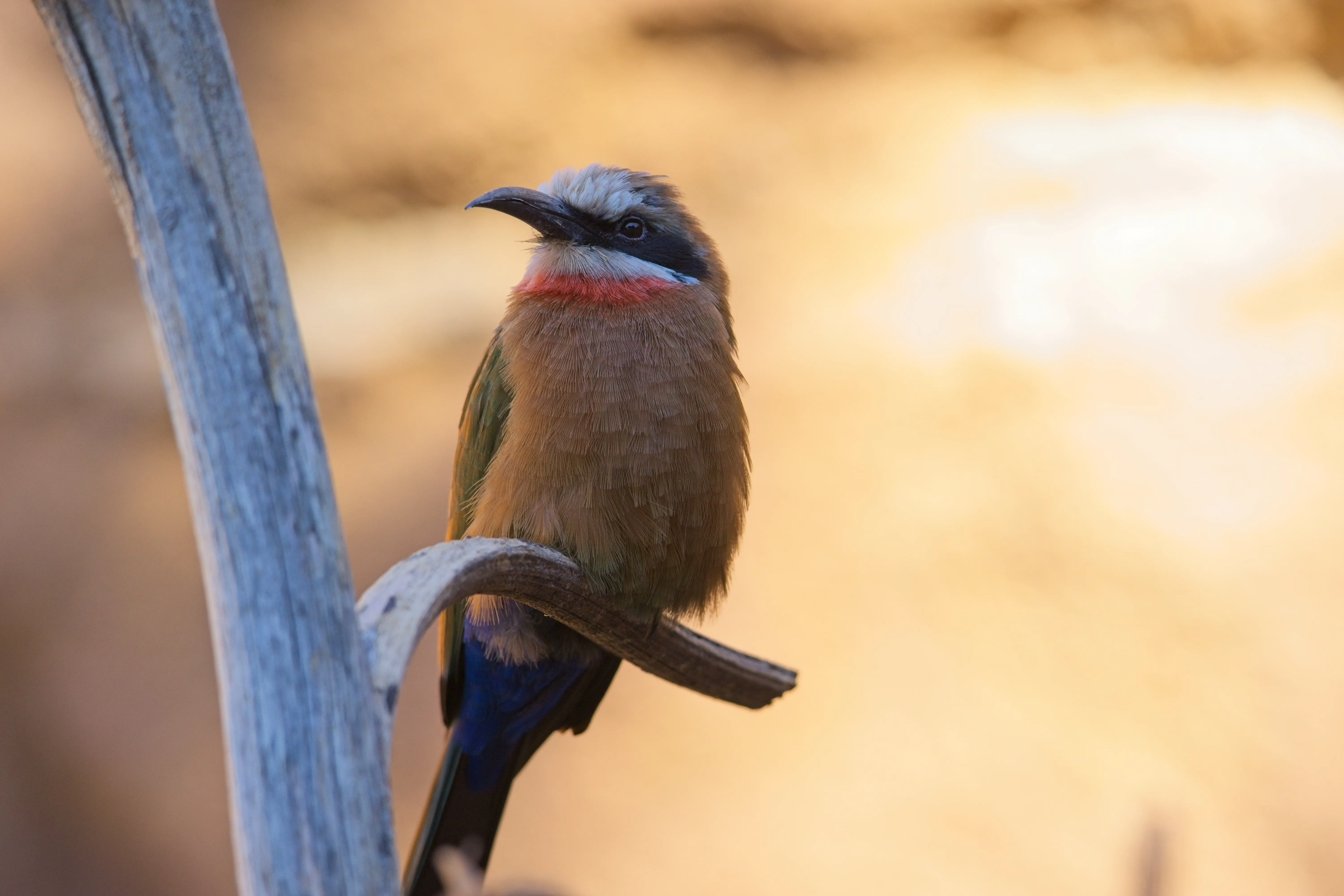 White-fronted bee-eater with red throat perched on a curved branch at the San Diego Zoo.