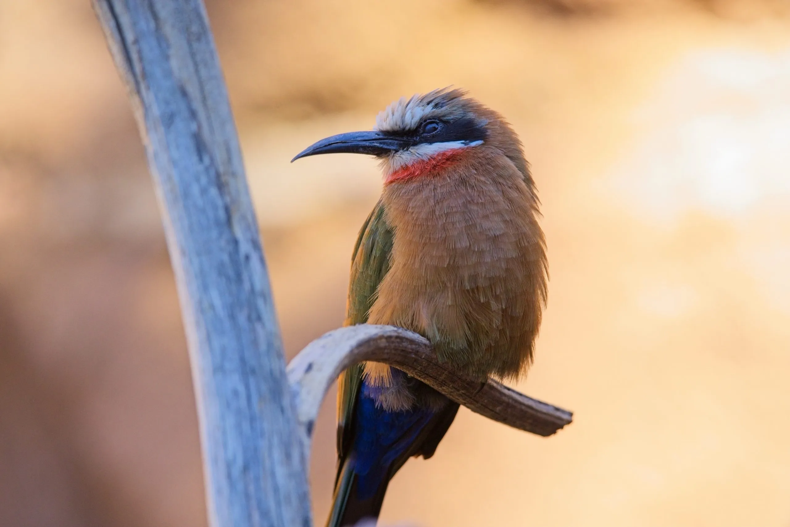 White-fronted bee-eater with red throat perched on a curved branch at the San Diego Zoo.