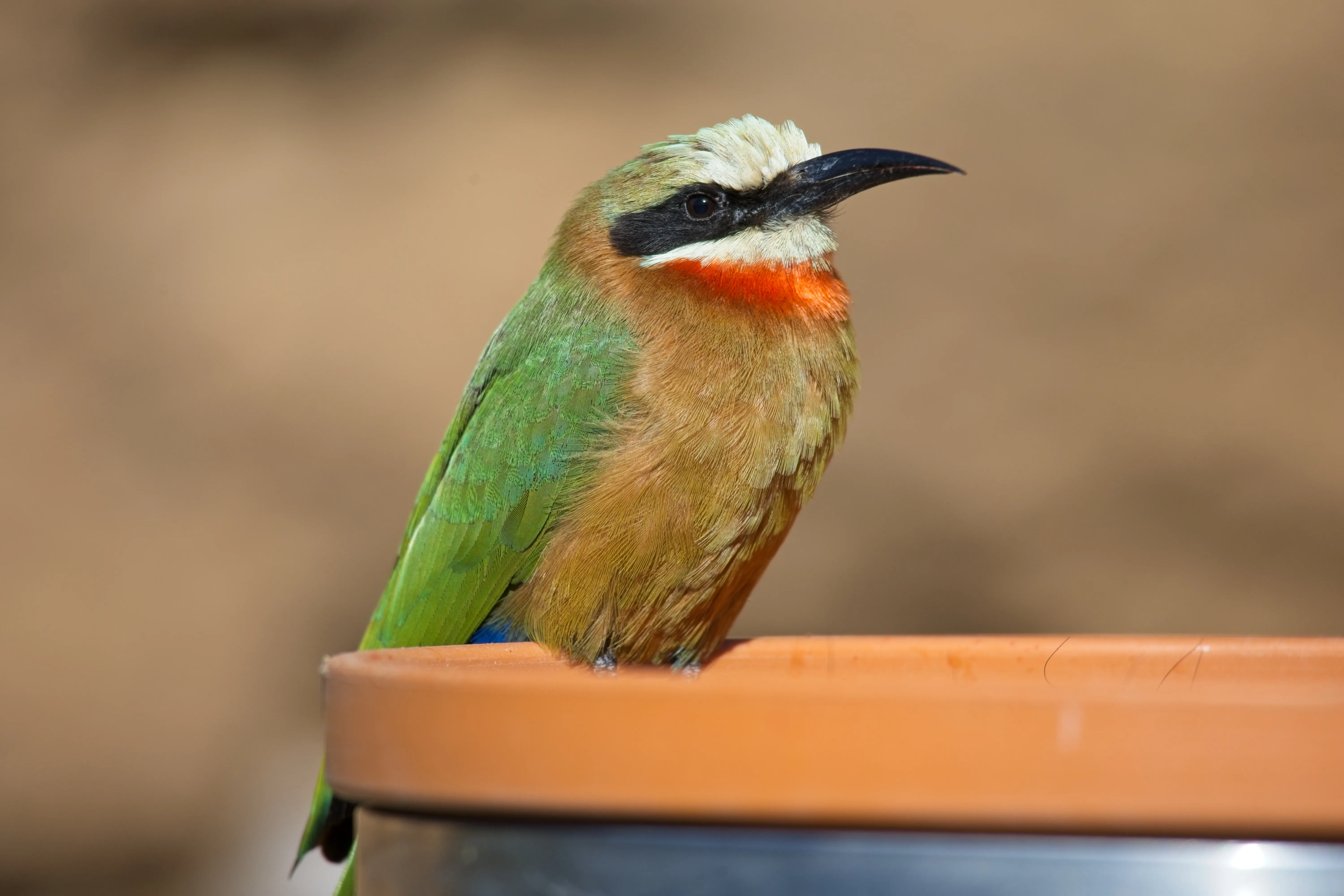 White-fronted bee-eater standing on the rim of a terracotta dish at the San Diego Zoo.