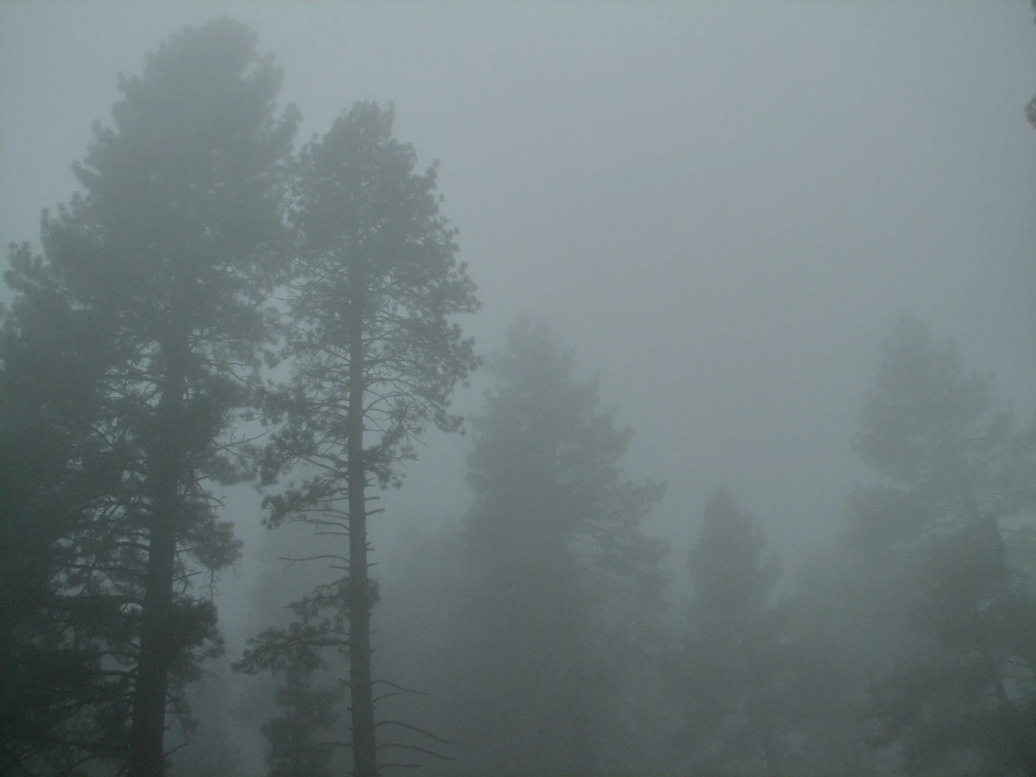 Stack of cut logs in a foggy pine forest in Idyllwild, California.