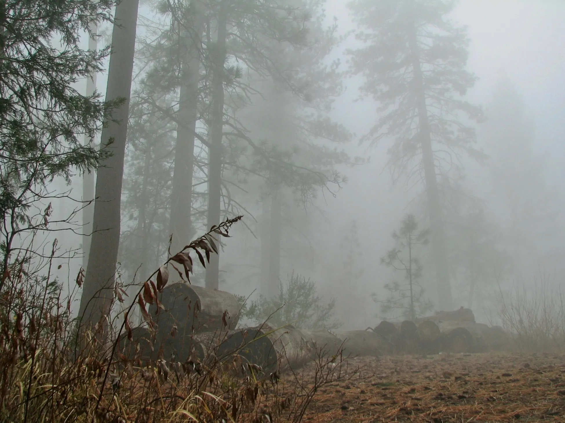 Stack of cut logs in a foggy pine forest in Idyllwild, California.