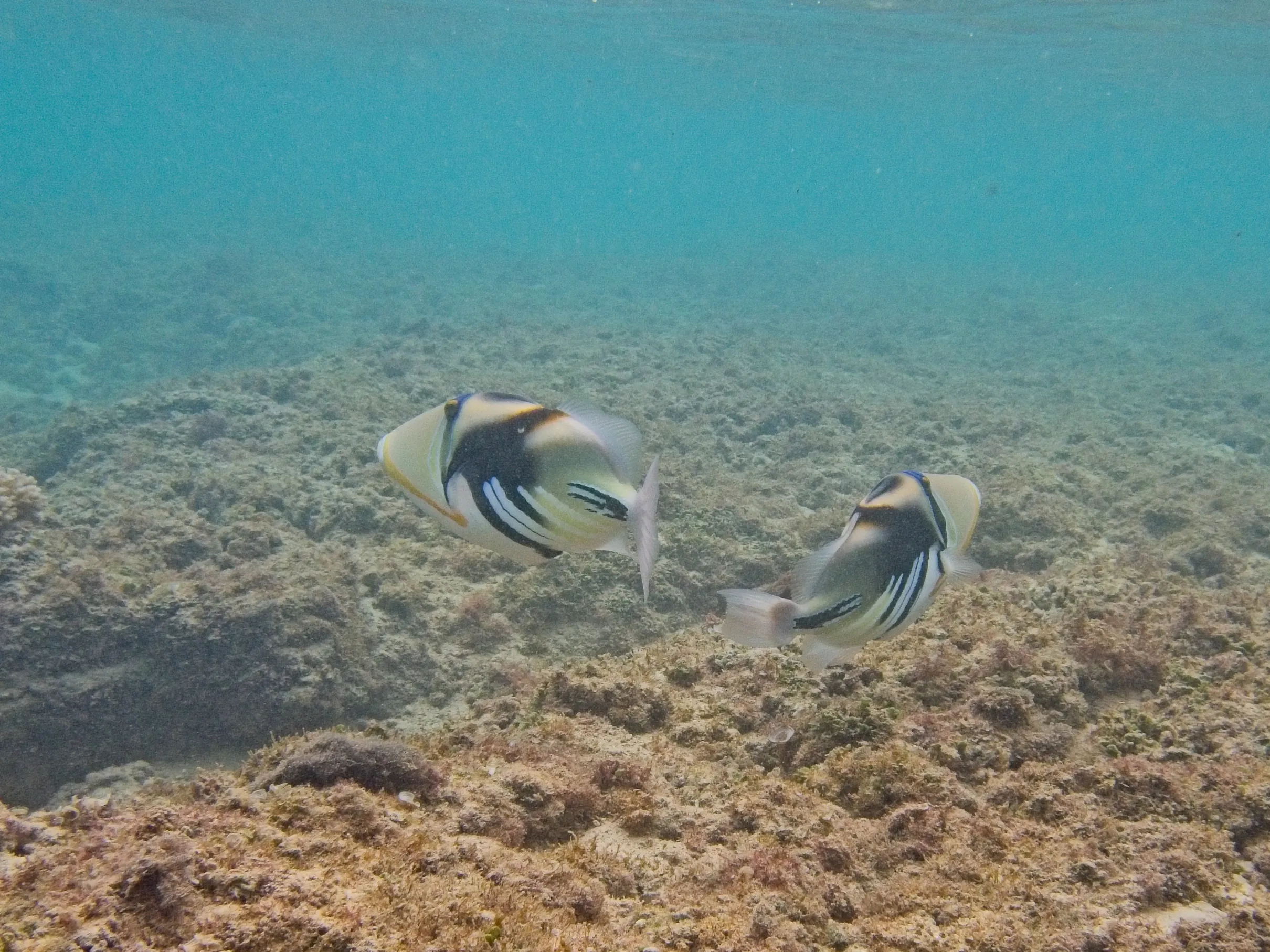 Reef triggerfish, known as humuhumunukunukuāpuaʻa, swimming over rocky reef on Kauai, Hawaii.