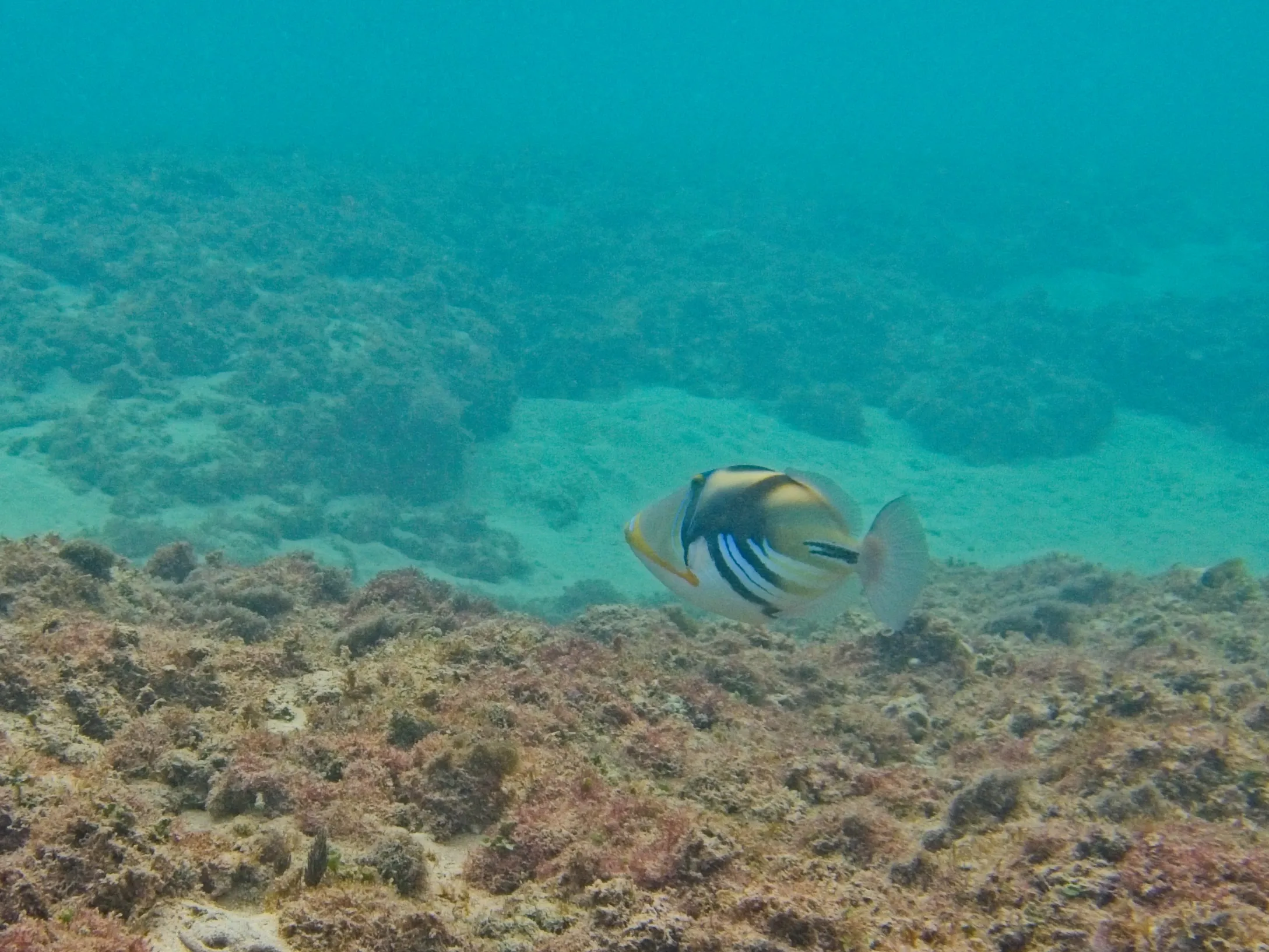 Reef Triggerfish, known as Humuhumunukunukuāpuaʻa, with tan body and striped tail at Anini Beach, Kauai.