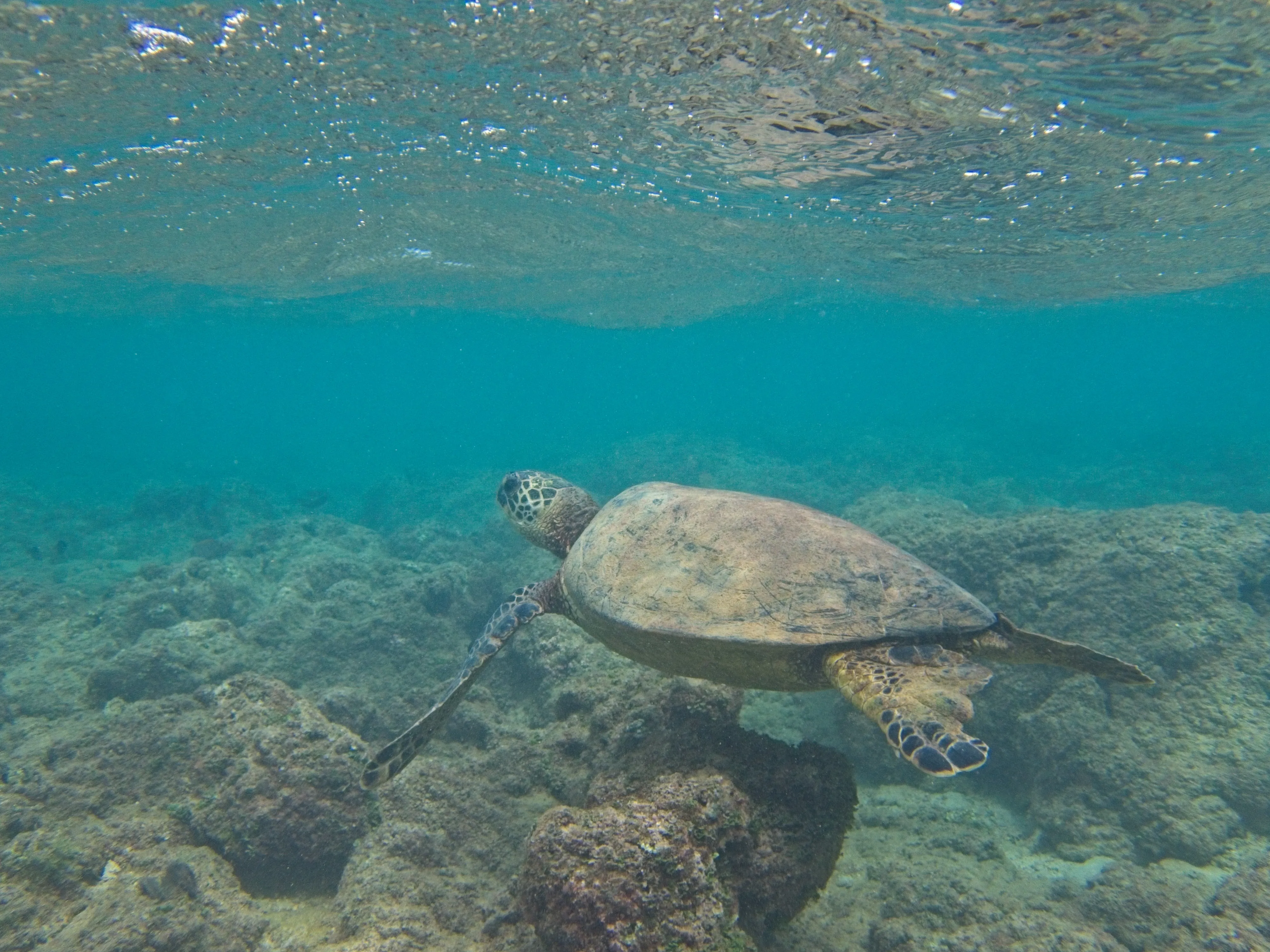 Green sea turtle, known as honu, swimming near the surface above rocky reef on Kauai, Hawaii.