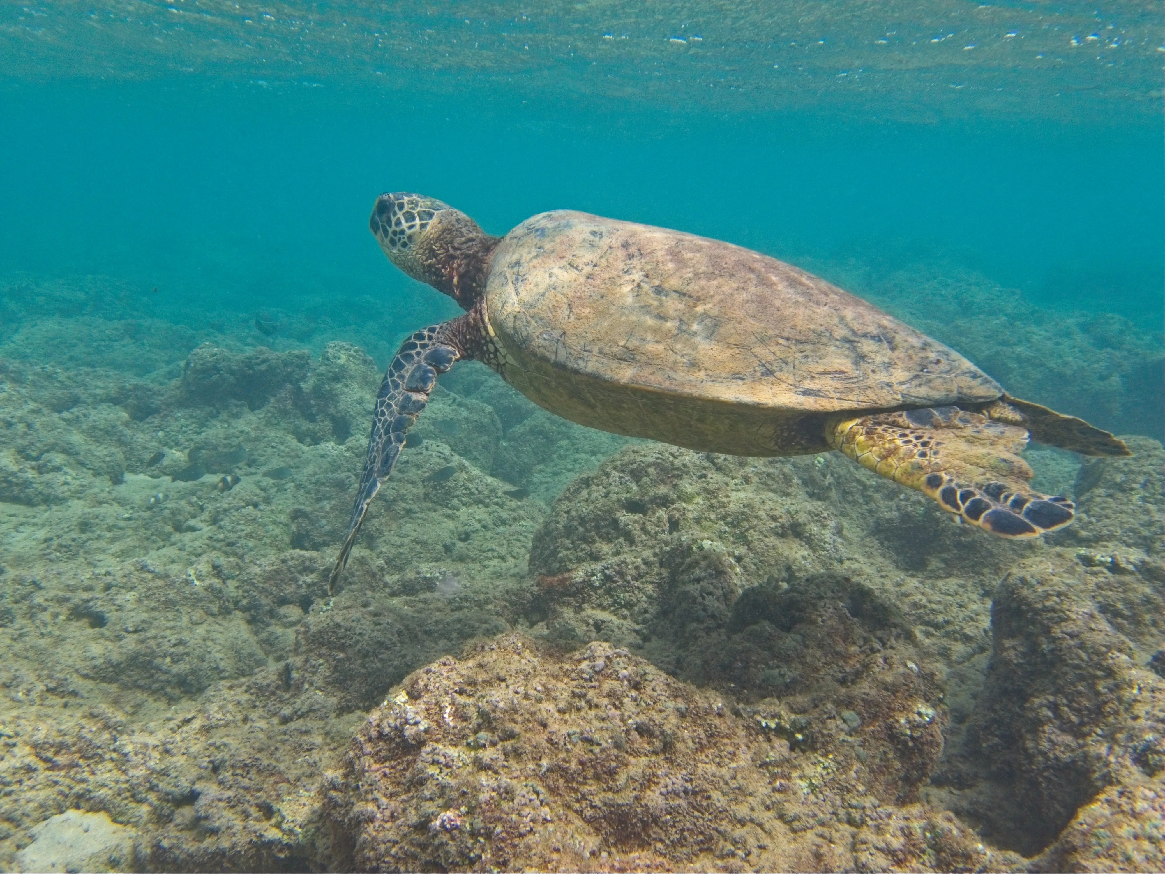 Honu swimming right across rocky reef on Kauai.