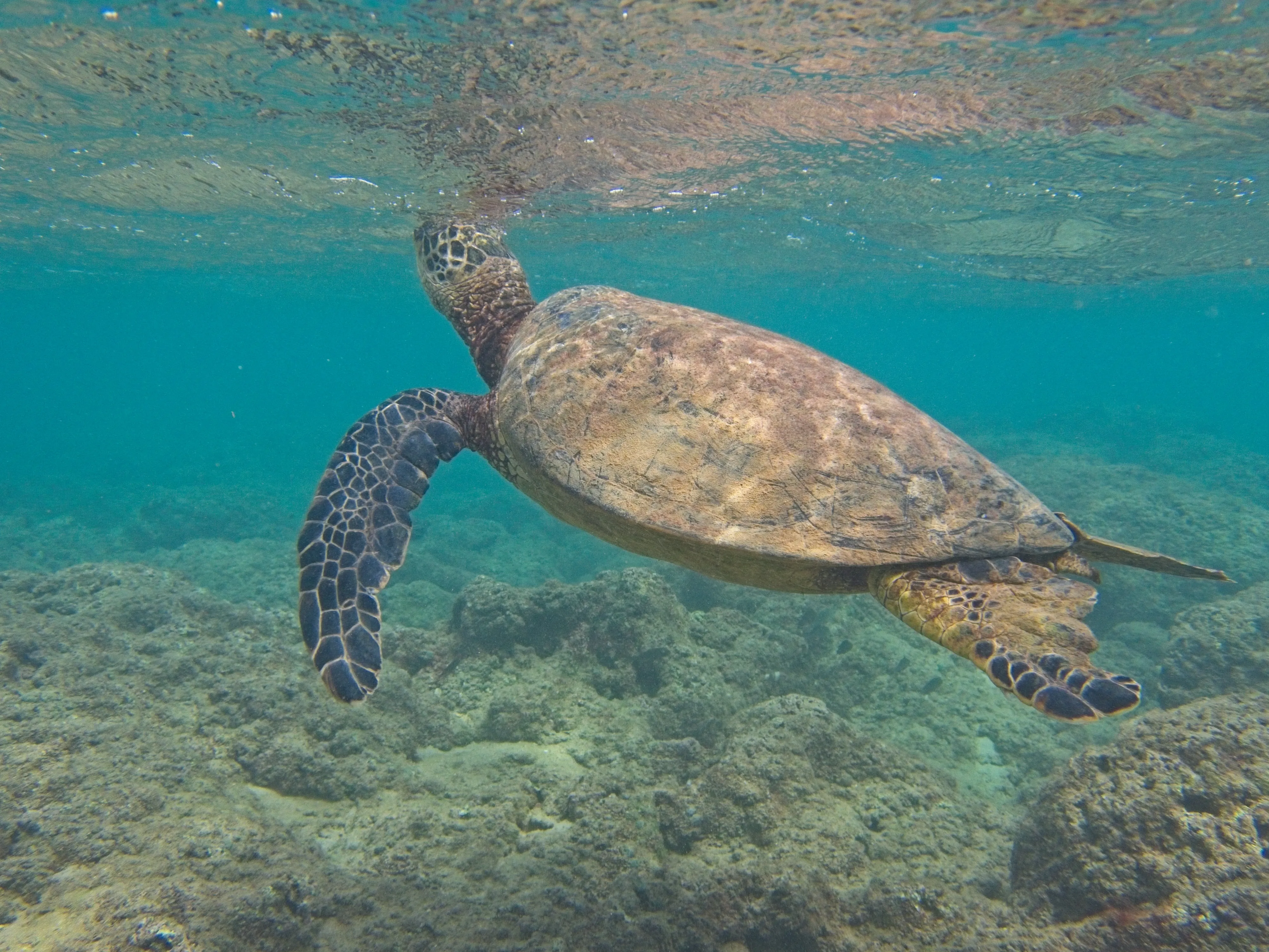 Honu touching the water surface above rocky reef on Kauai.