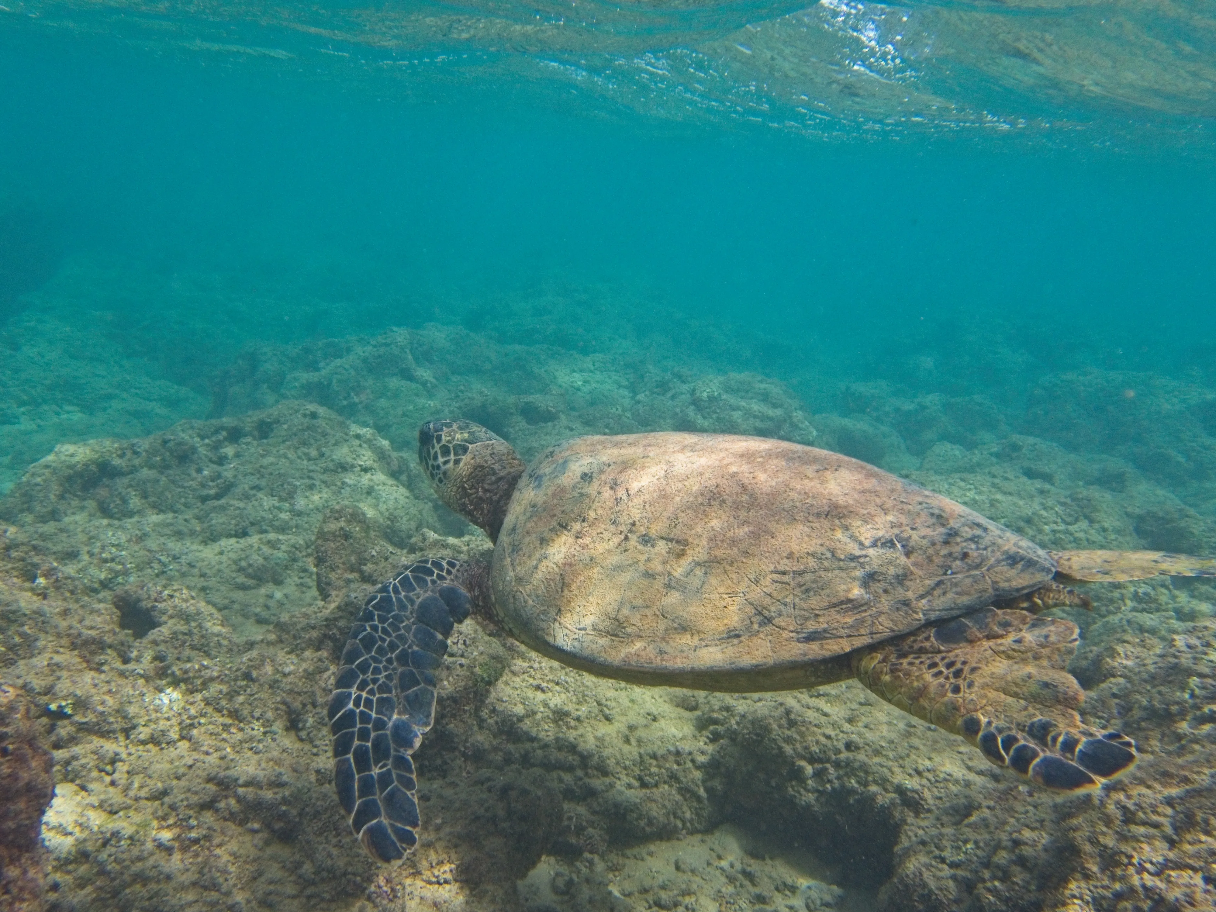Green Sea Turtle swimming left across turquoise water on Kauai.