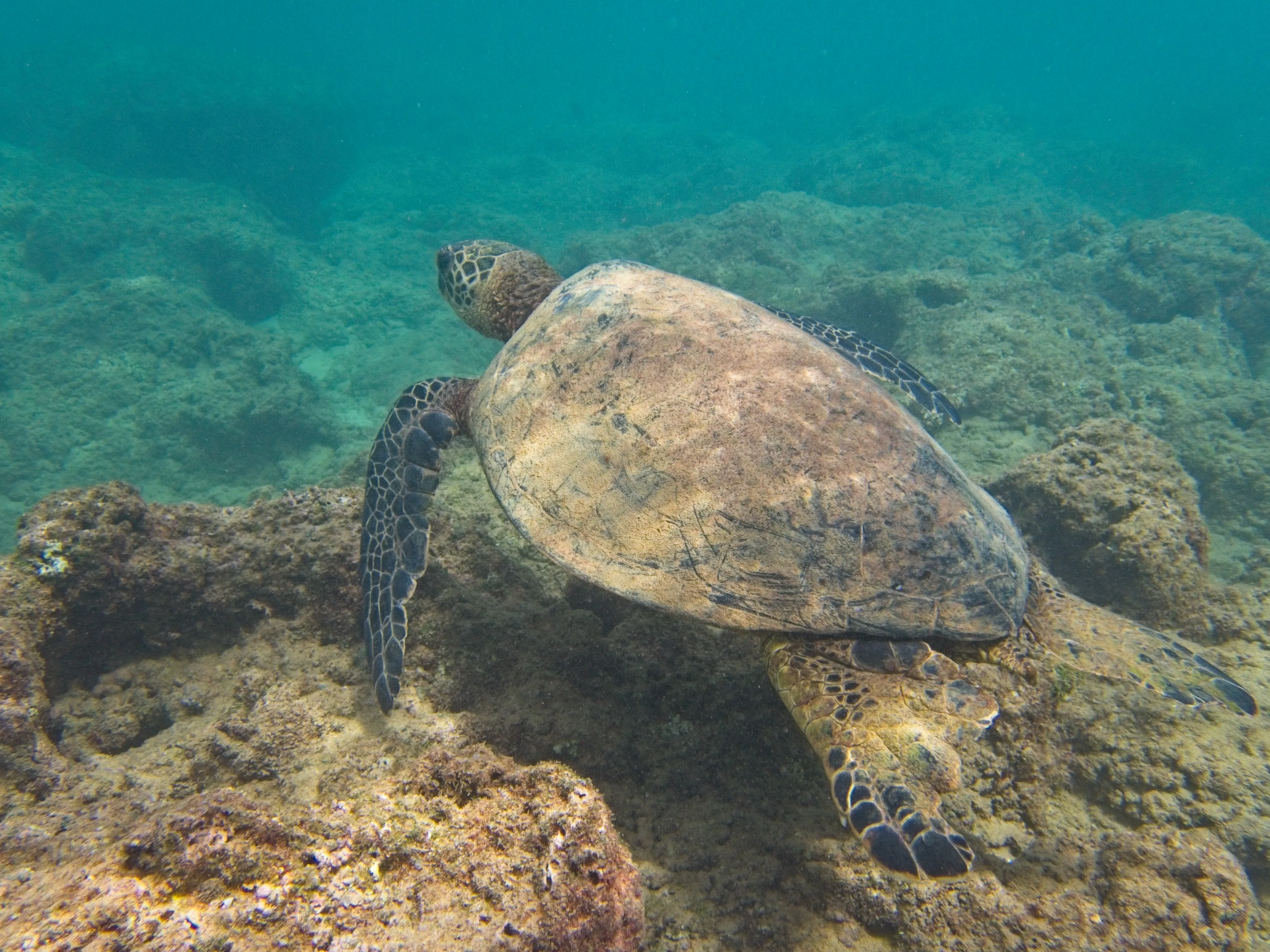 Honu seen from behind over algae-covered seabed on Kauai.