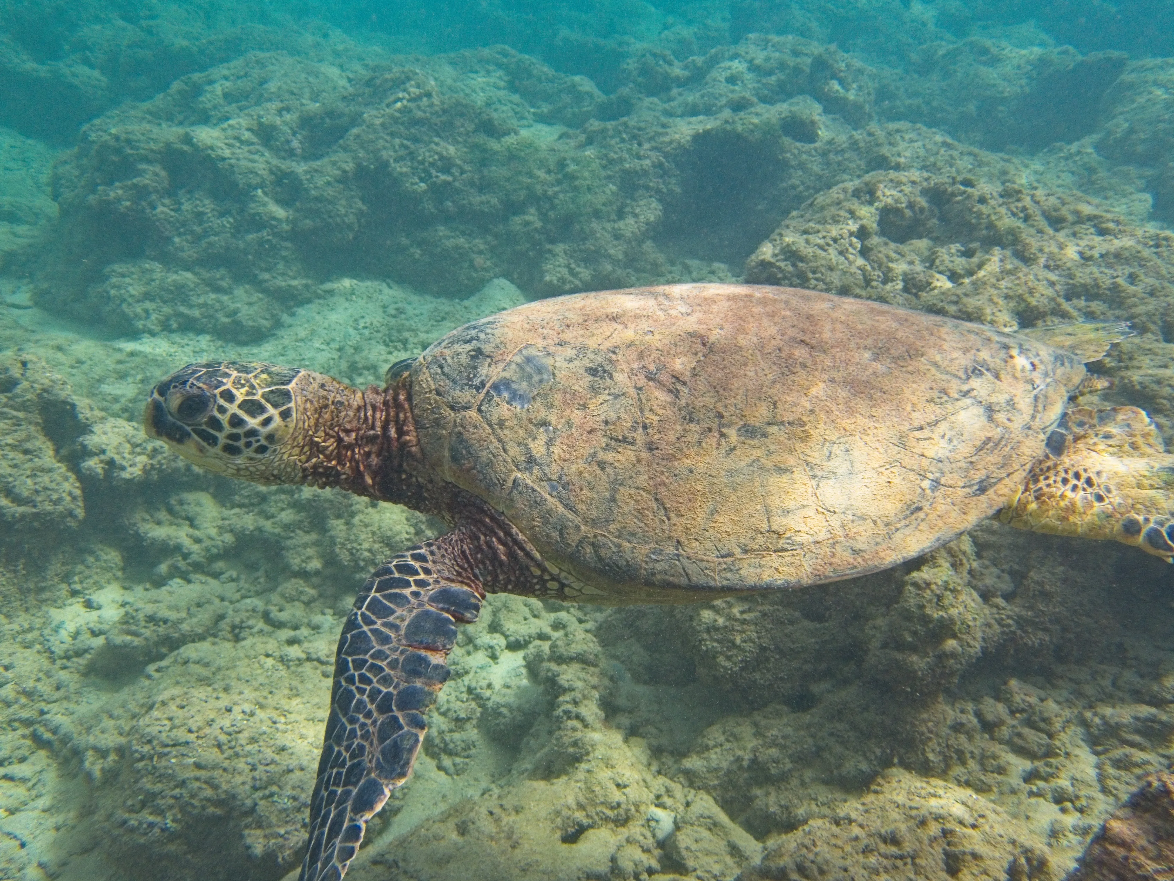 Honu in profile over rocky reef on Kauai.