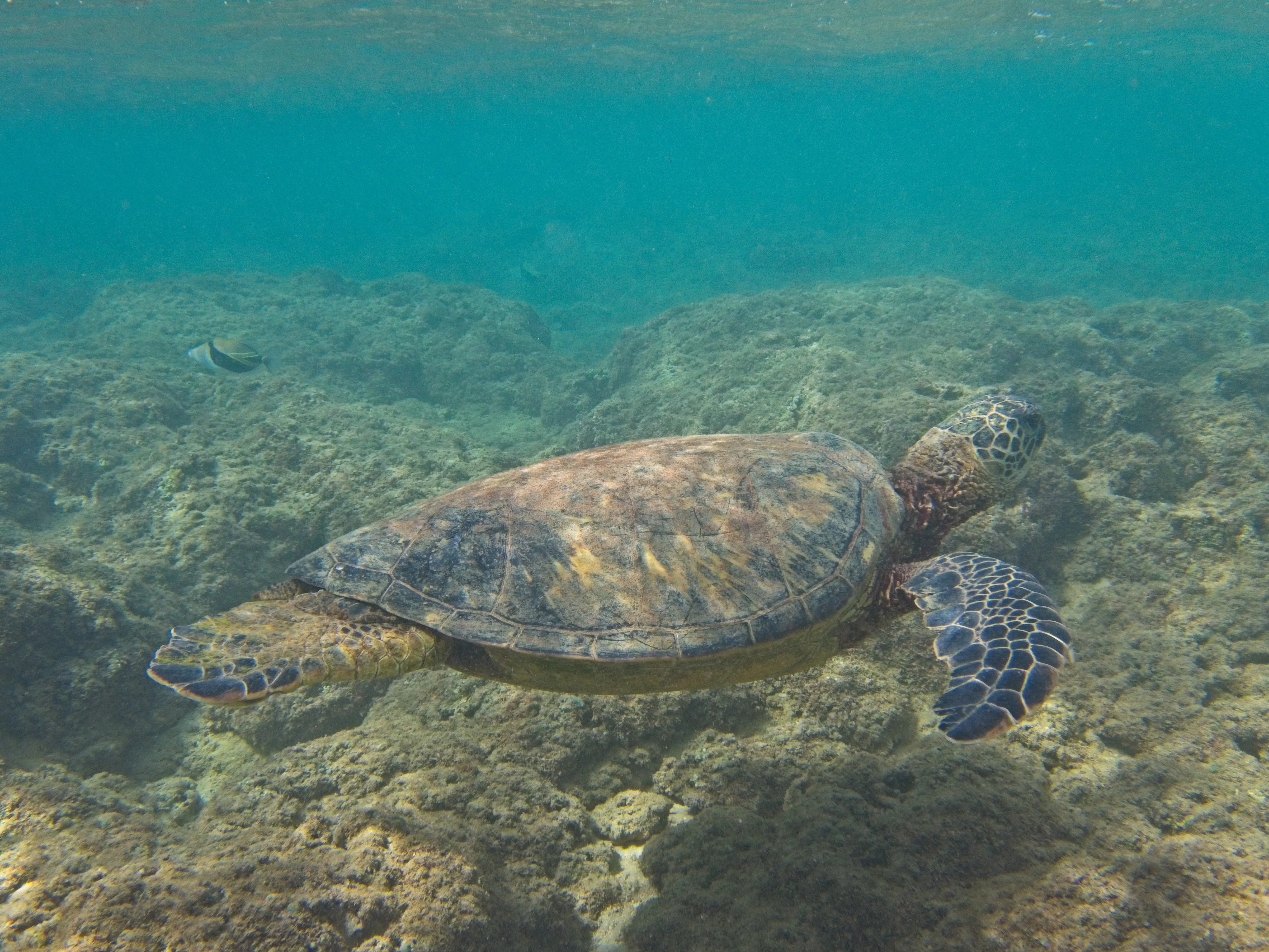 Honu swimming near a triggerfish above rocky reef on Kauai.