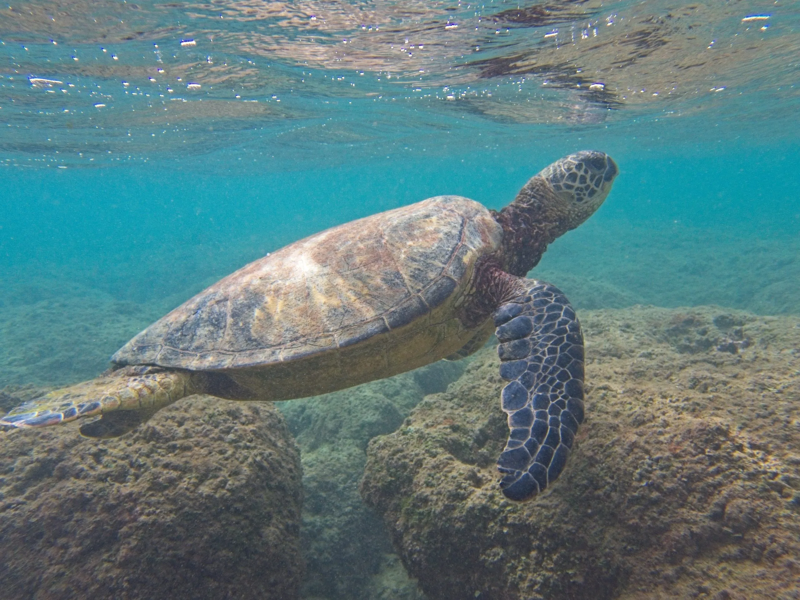 Green sea turtle, known as honu, swimming near the surface above rocky reef on Kauai, Hawaii.