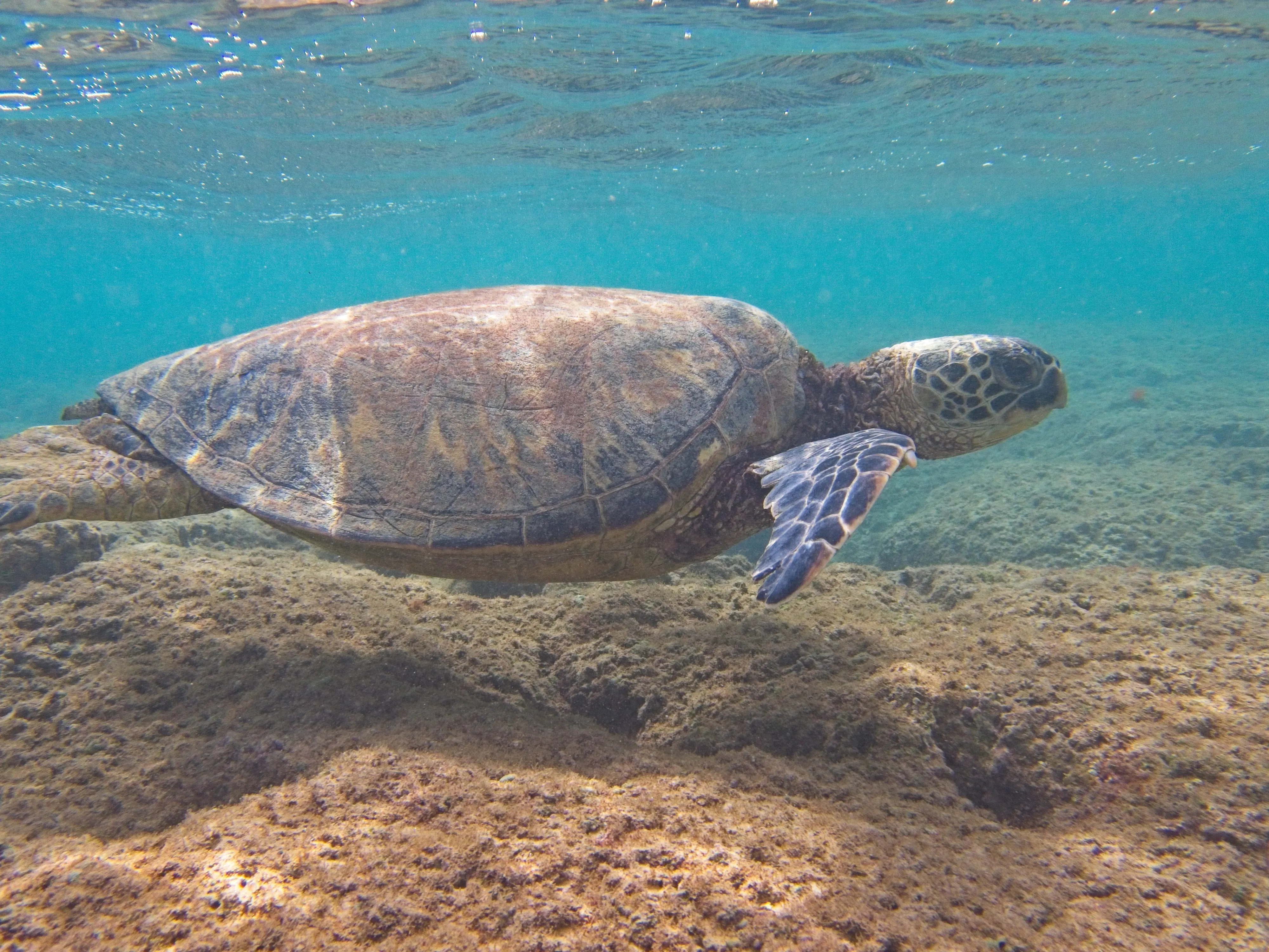 Honu with head near the surface on Kauai.