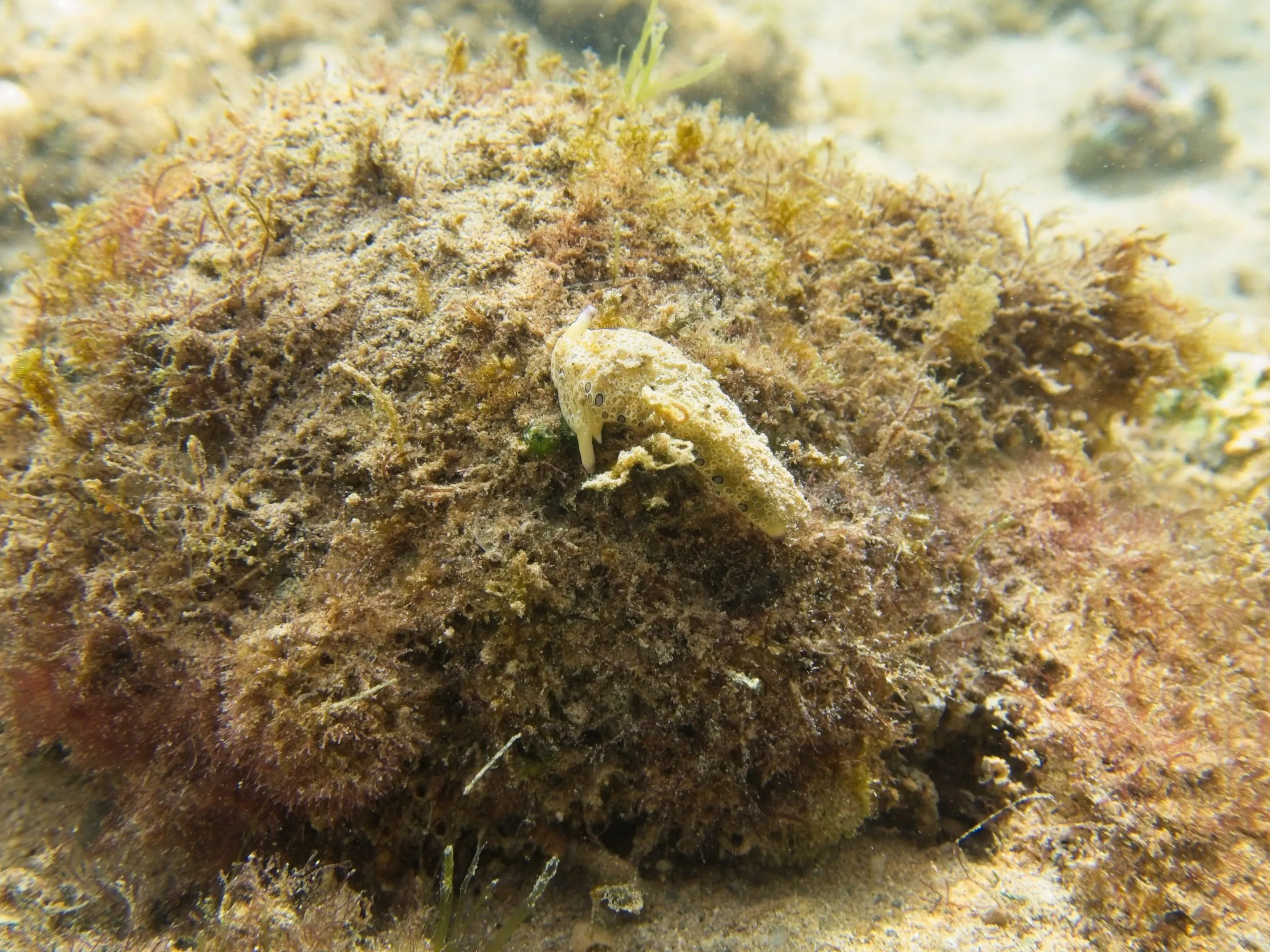 Tan sea slug with purple spots on an algae-covered rock at Anini, Kauai, Hawaii.