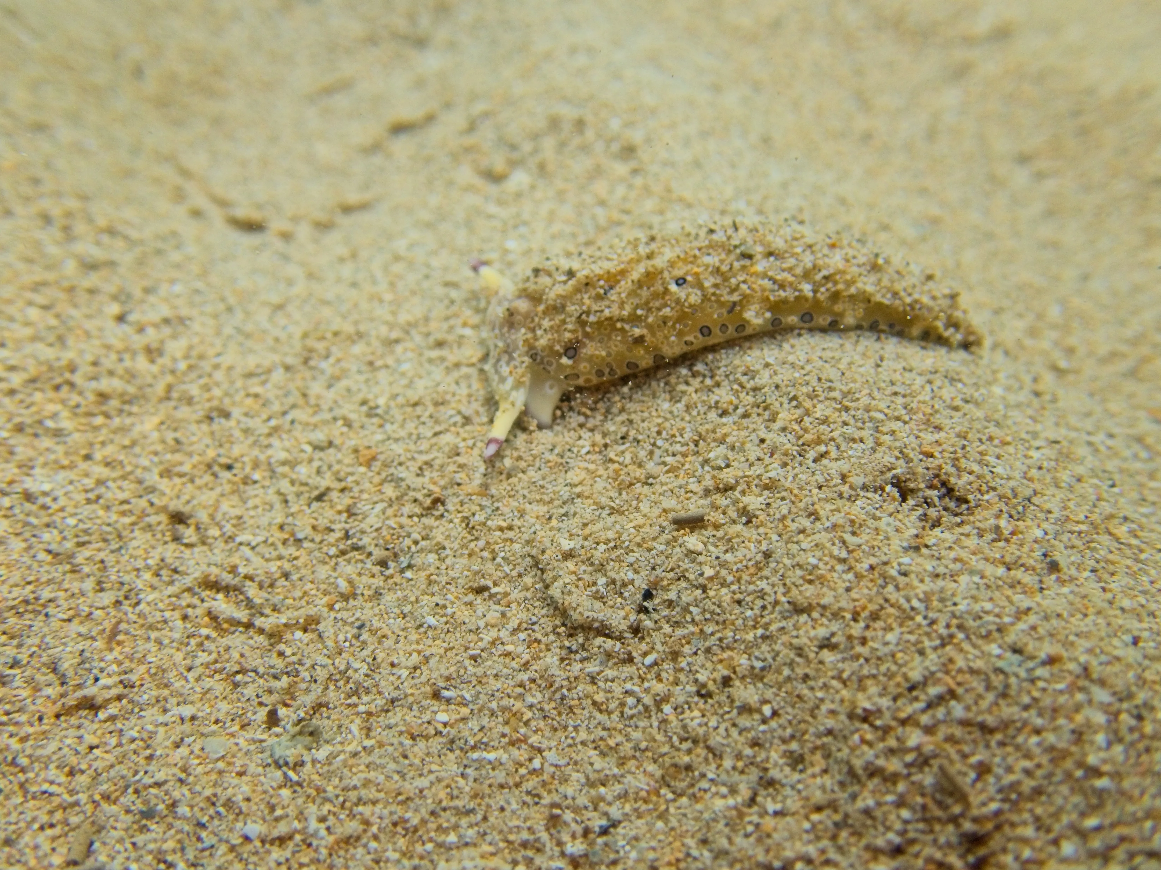 Speckled sea slug crawling across sandy seabed at Anini Beach on Kauai, Hawaii.