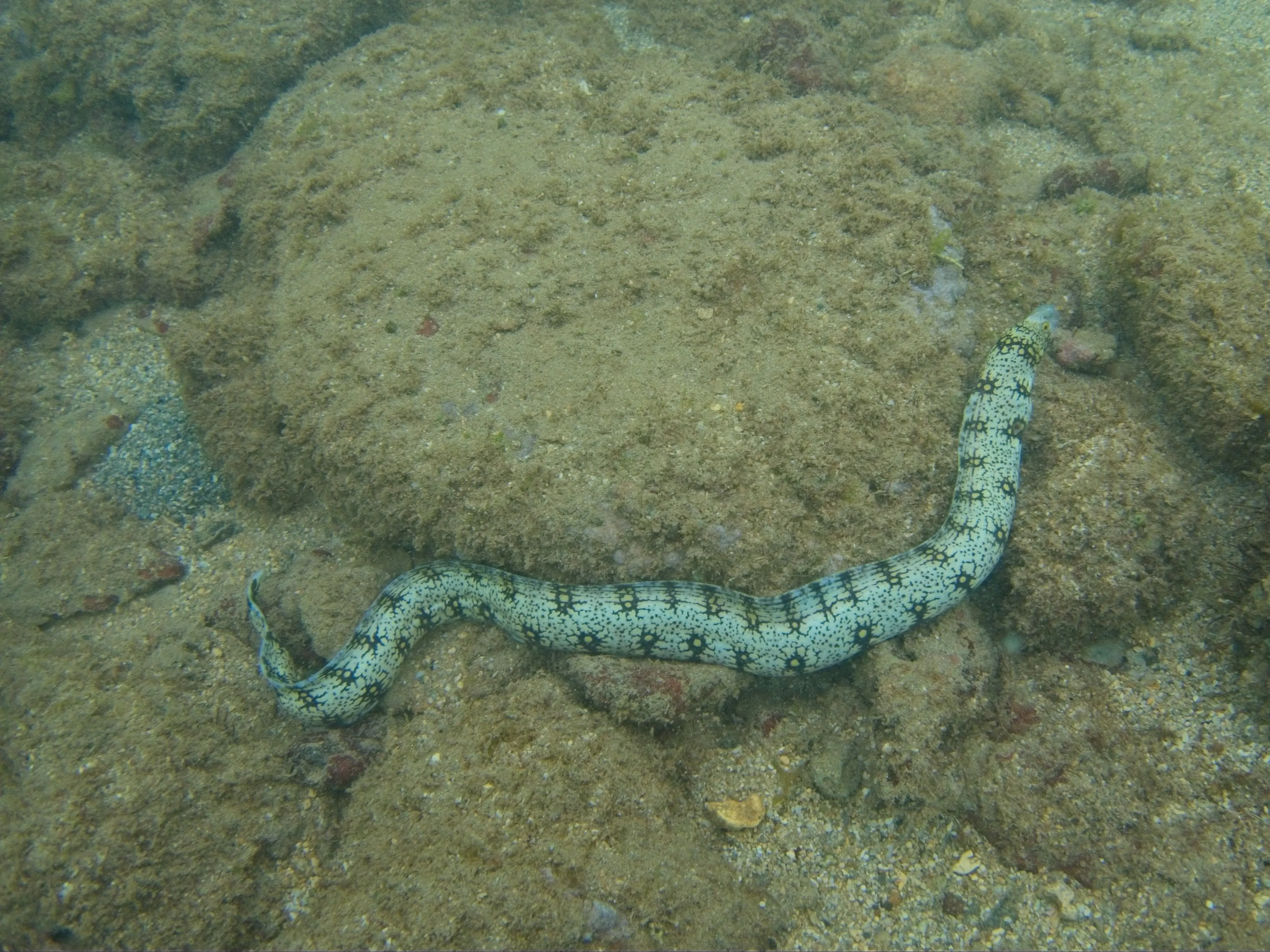 Snowflake Moray Eel coiled on sandy reef with algae-covered rocks, Kauai.