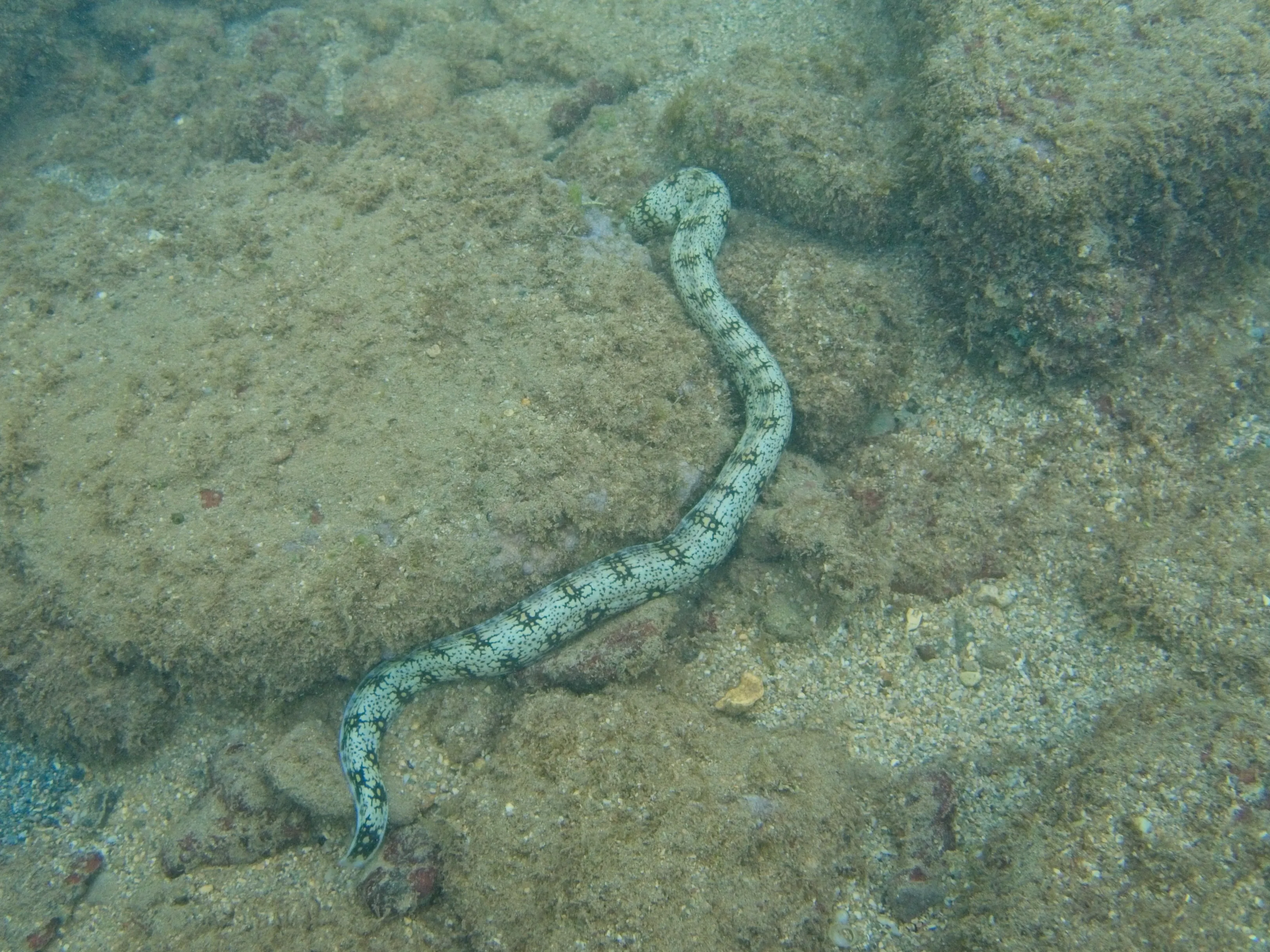 Snowflake Moray Eel in an S-curve across sandy seabed near rocks, Kauai.