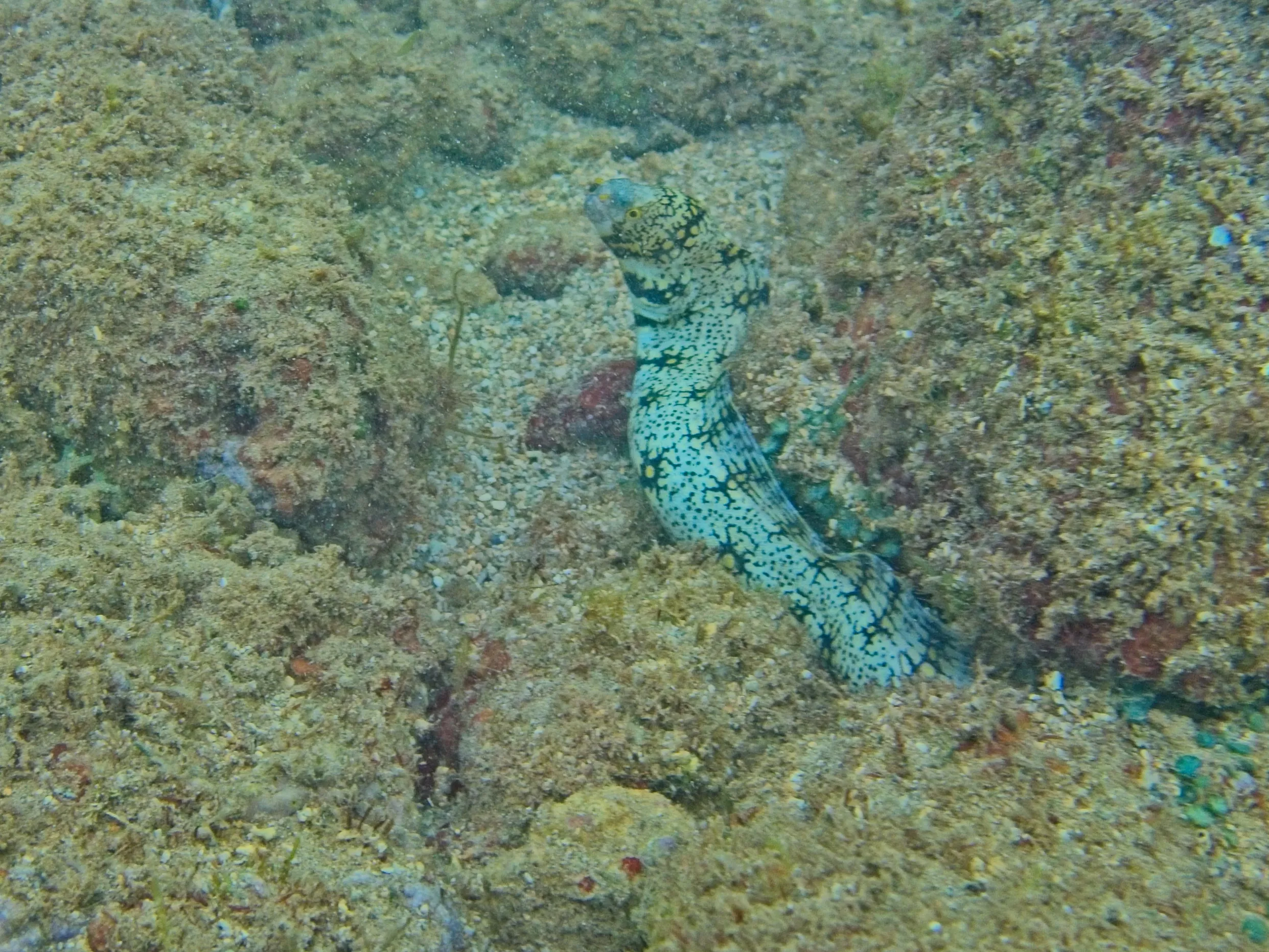 Snowflake moray eel, known as puhi kāpā, with black-and-yellow starburst markings on Kauai, Hawaii.