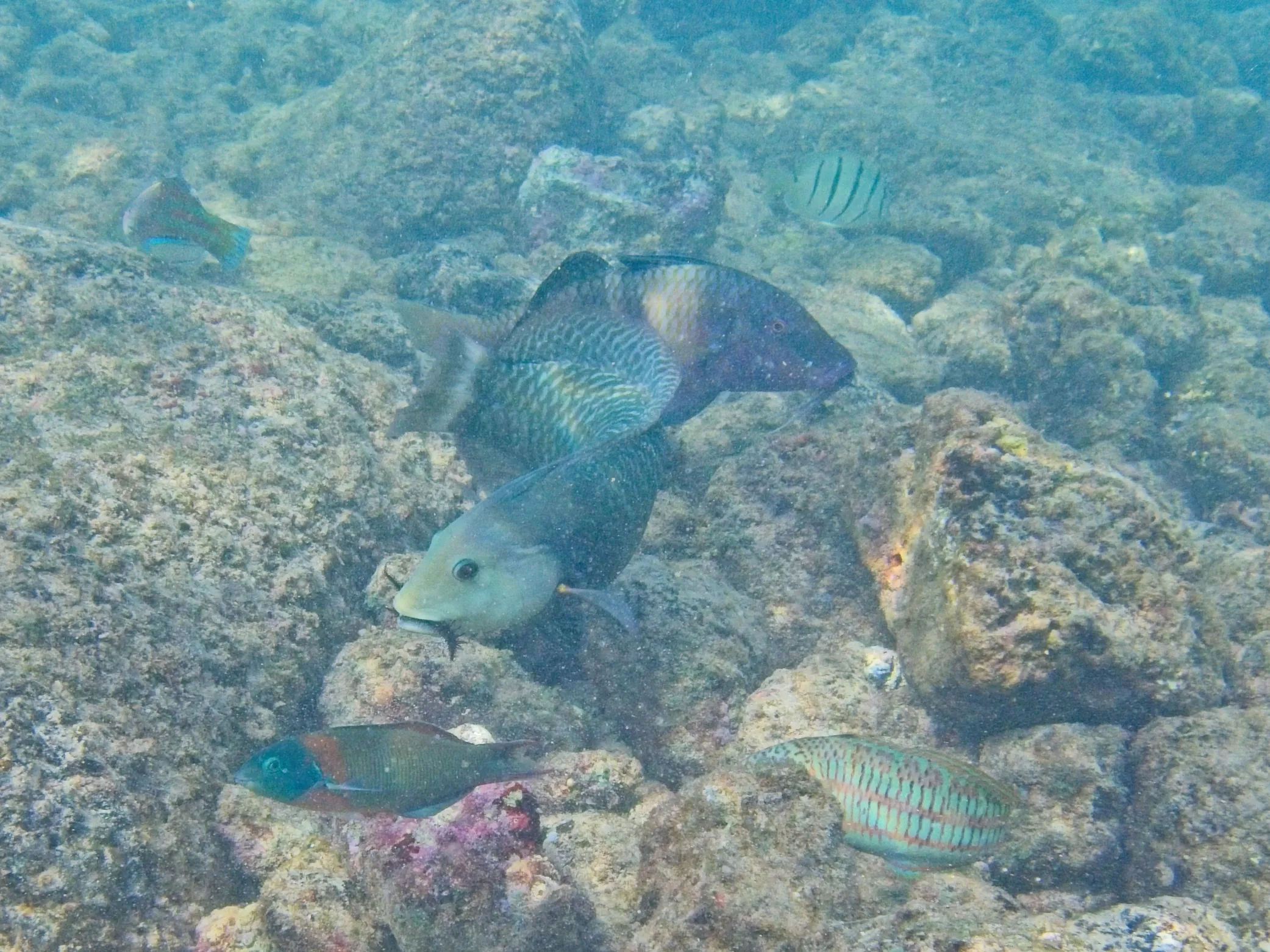 Parrotfish grazing on algae-covered rocks with reef fish nearby at Poipu Beach on Kauai, Hawaii.