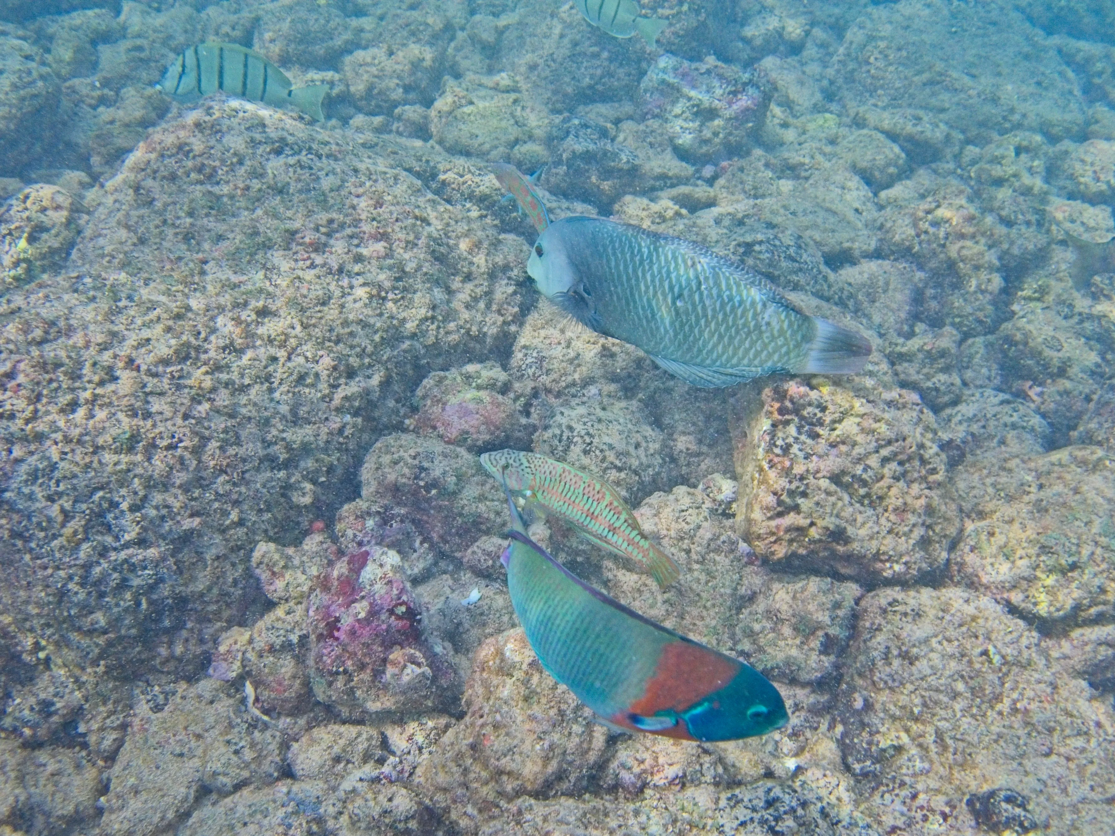 Parrotfish feeding on algae-covered rocks with reef fish nearby at Poipu Beach on Kauai, Hawaii.