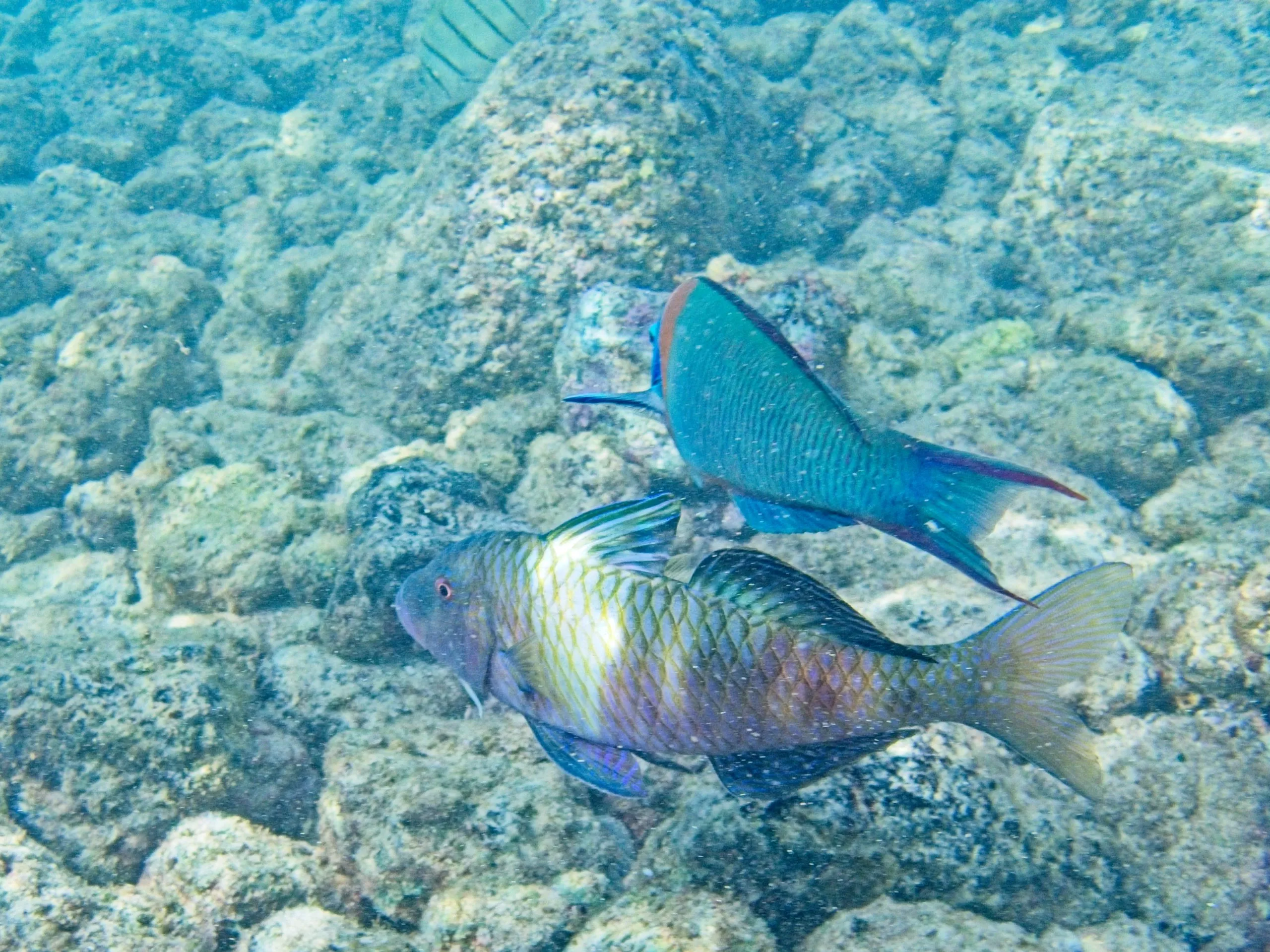 Manybar Goatfish, known as Moano, swimming over a rocky reef at Poipu Beach on Kauai, Hawaii.
