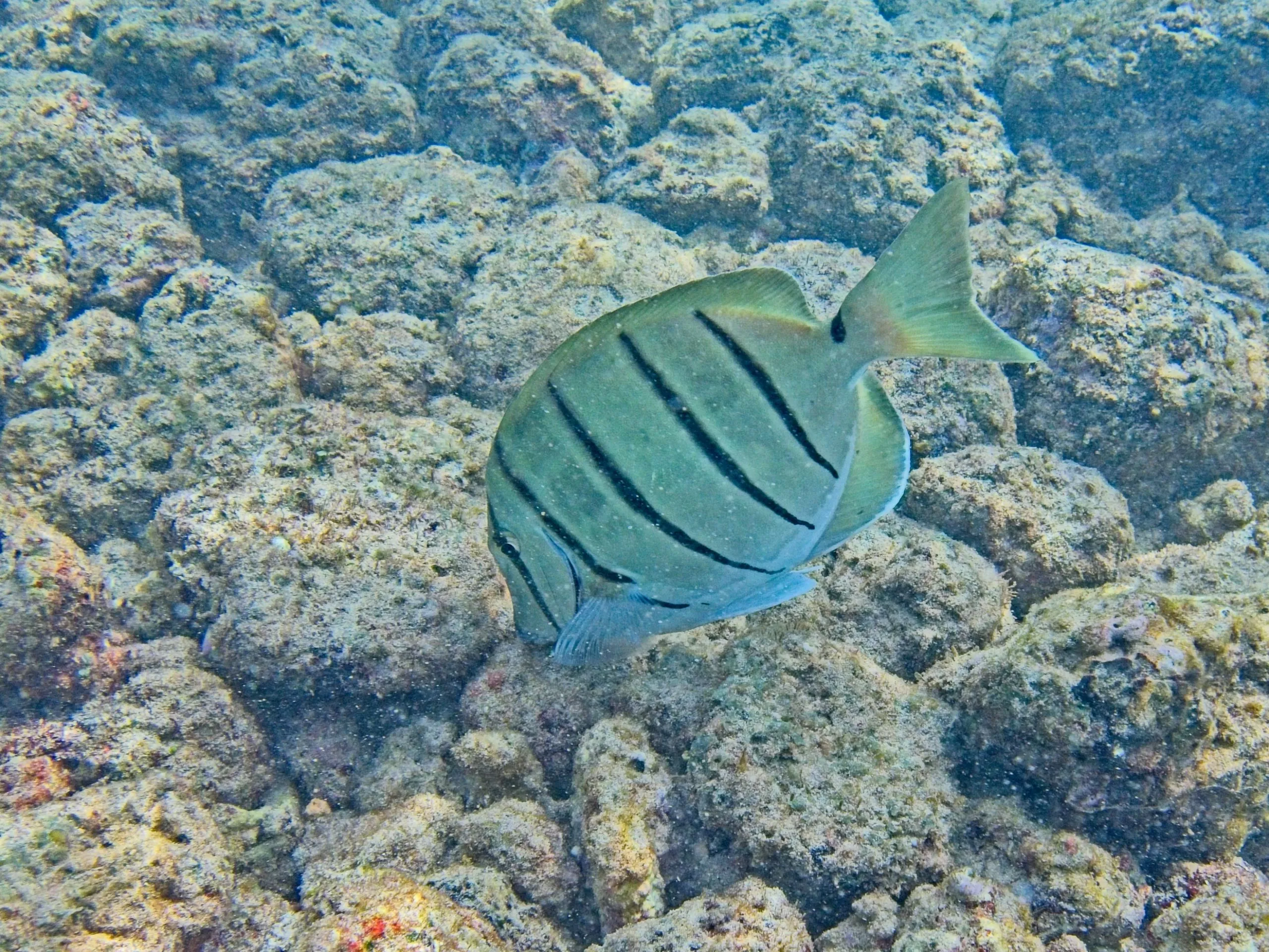 Convict tang, known as manini, with vertical black stripes swimming over rocky reef on Kauai, Hawaii.