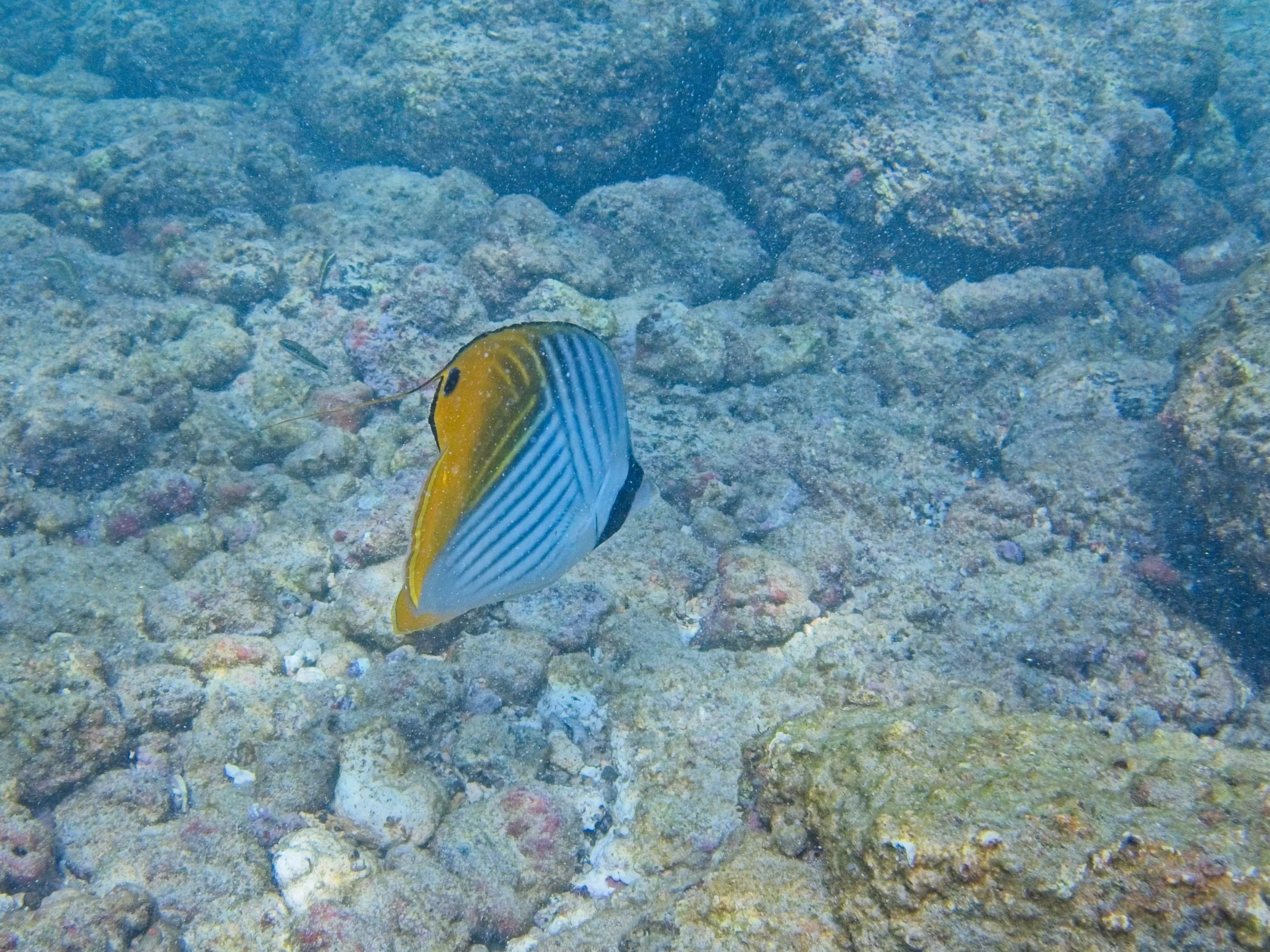 Threadfin Butterflyfish with trailing dorsal filament over rocky reef at Poipu Beach, Kauai.